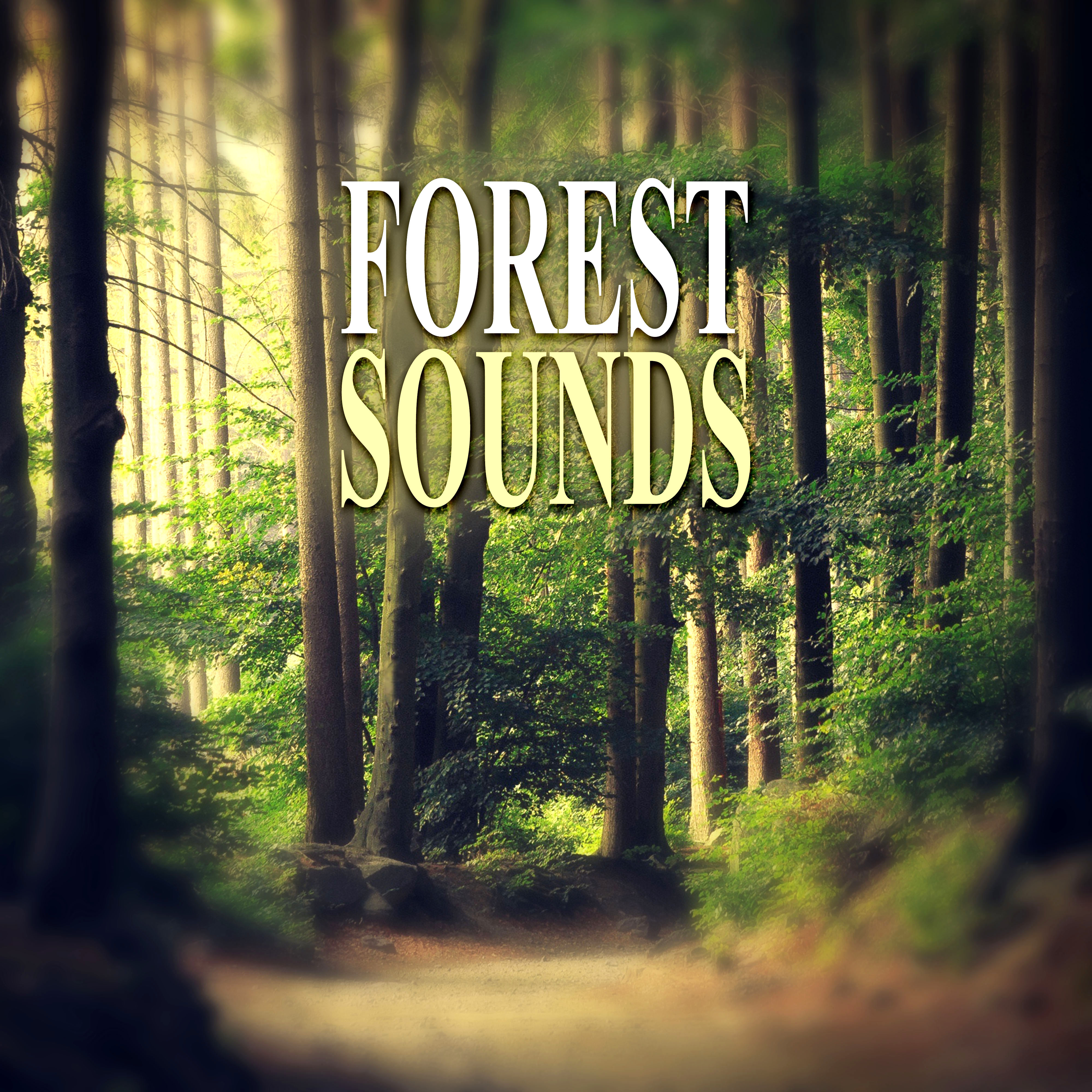 Forest Sounds – Calming Nature Sounds, Pacific Ocean Waves for Well Being and Healthy Lifestyle, Water & Rain Sounds, Massage & Spa Music