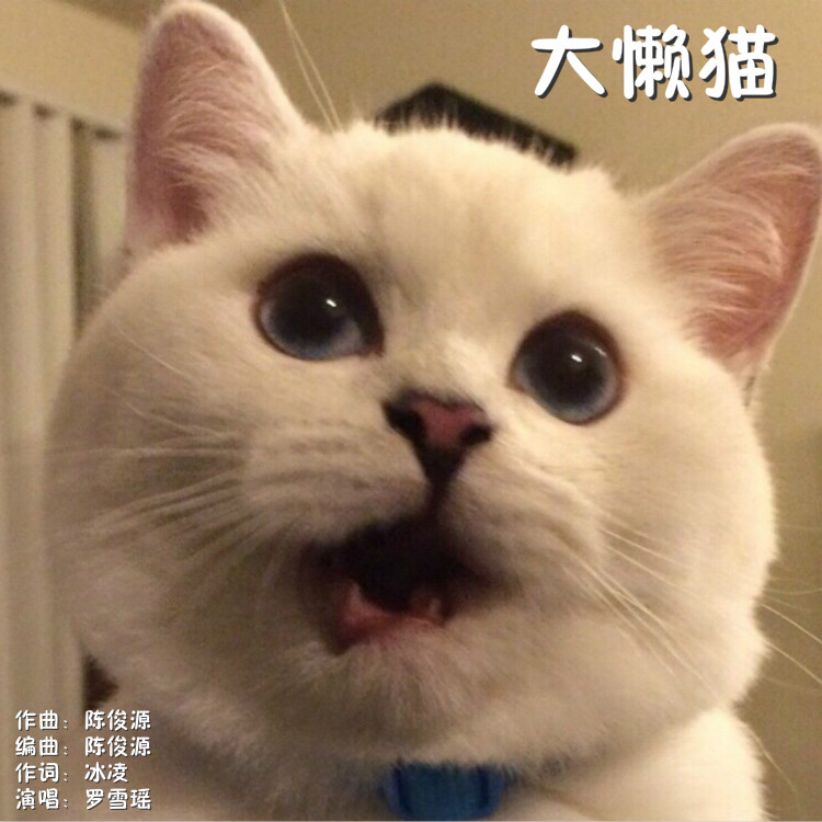 大懒猫