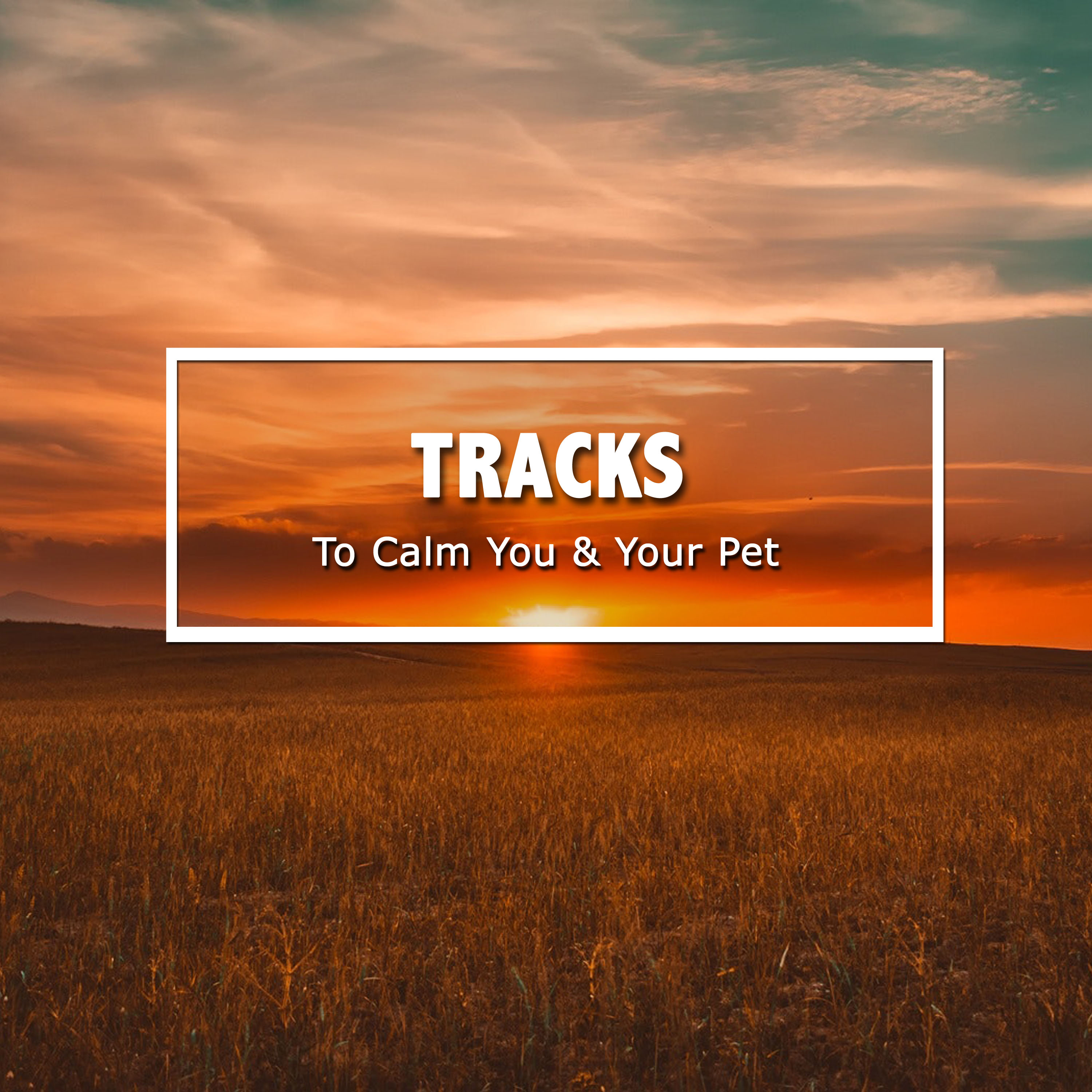 13 Tracks to Calm you and Your Pet