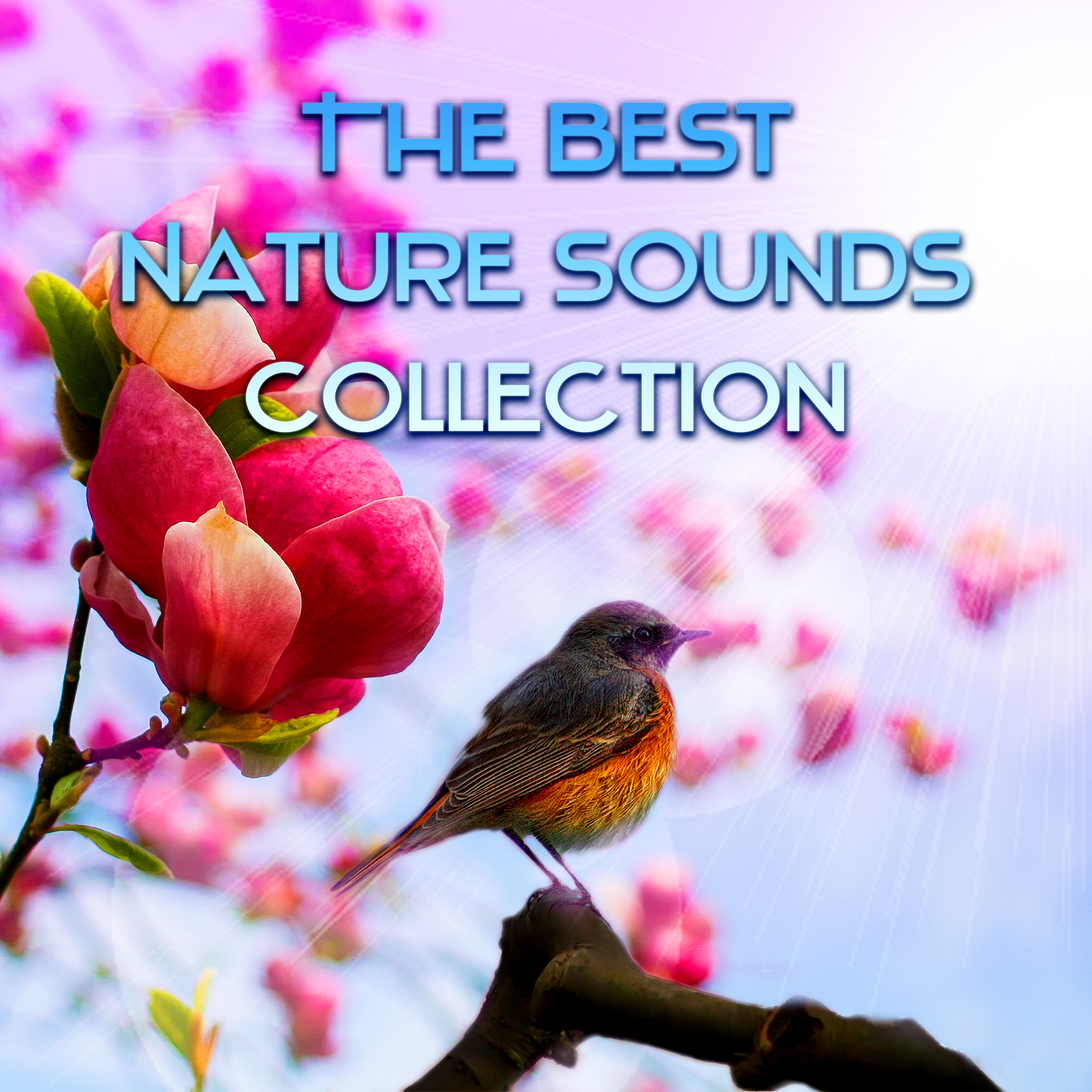 The Best Nature Sounds Collection – Ocean Sounds, Birds for Sleep and Relaxation, Sonidos de la Naturaleza, Sons de la Nature, Water Sounds, Guitar & Piano Music