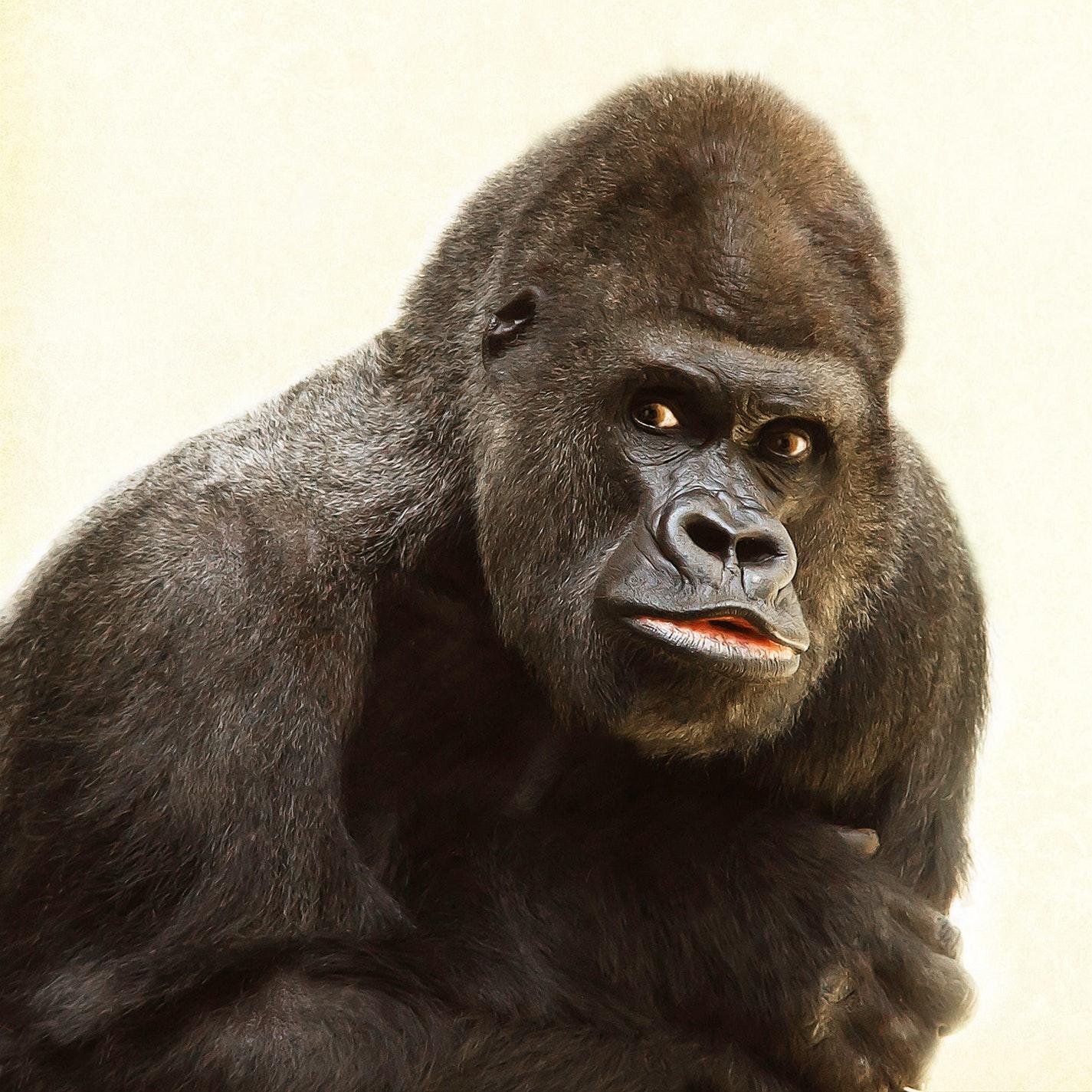 Gorilla