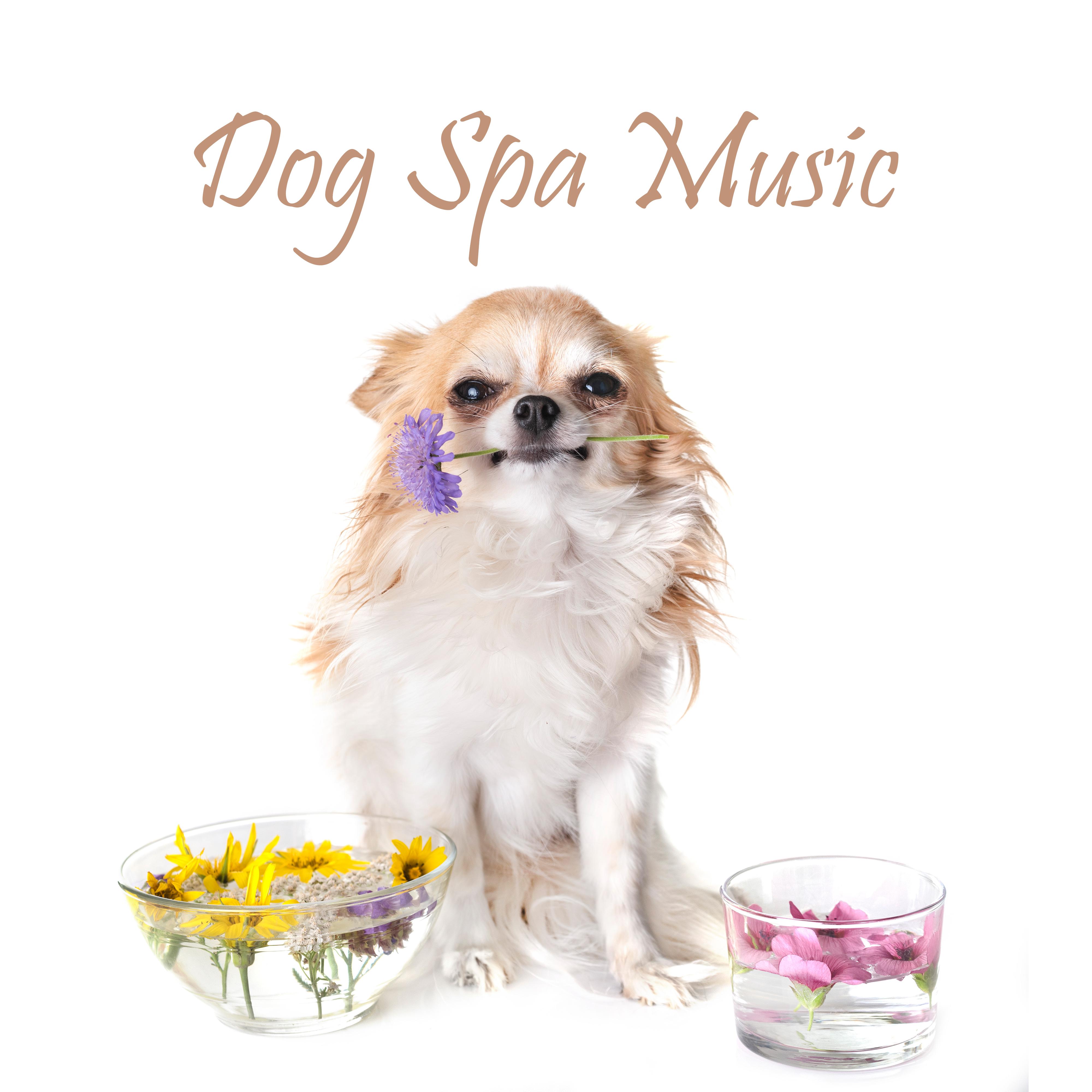Dog Spa Music – Relaxing Music for Pet Salon