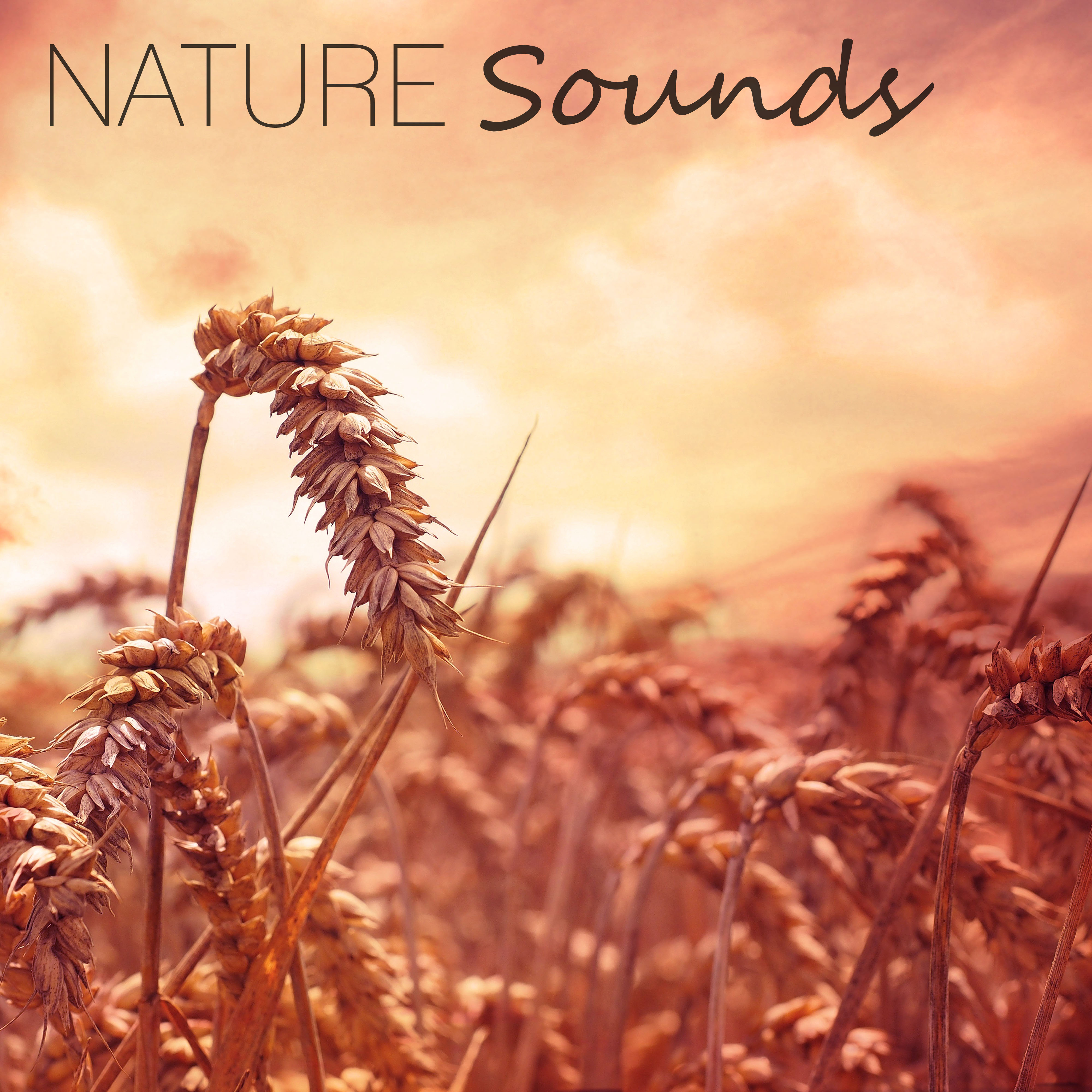 Nature Sounds – New Age Music for Sleep, Relaxation, Meditation, Spa