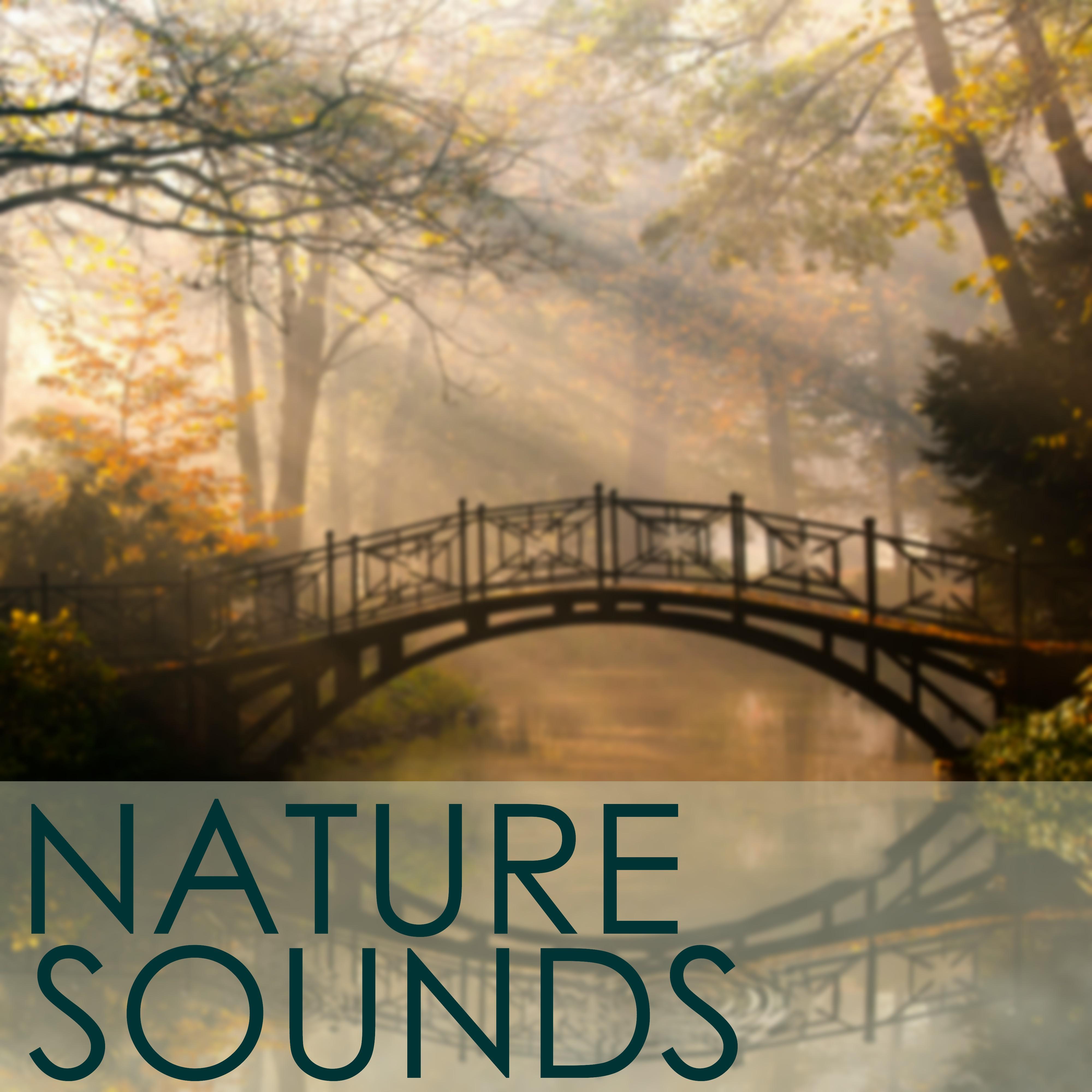 Natural Sound Series - Soft and Light Rain Storm for Deep Massage, Relaxtaion, Yoga, Meditation & Brain Stimulation for Brain Power