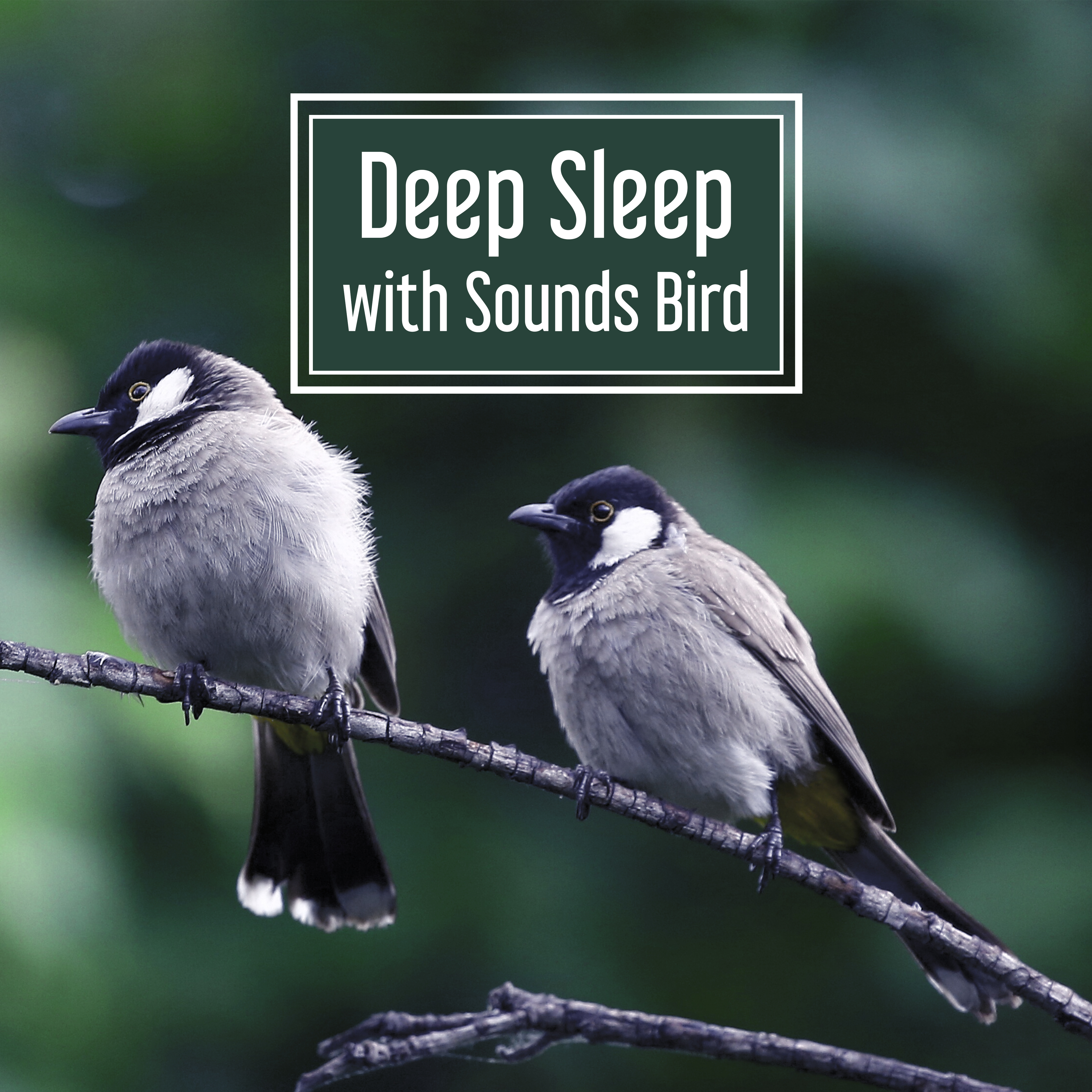 Deep Sleep with Sounds Birds – Music for Relaxation, Deep Meditation, Peaceful Mind, Calm Guitar, Restful Sounds