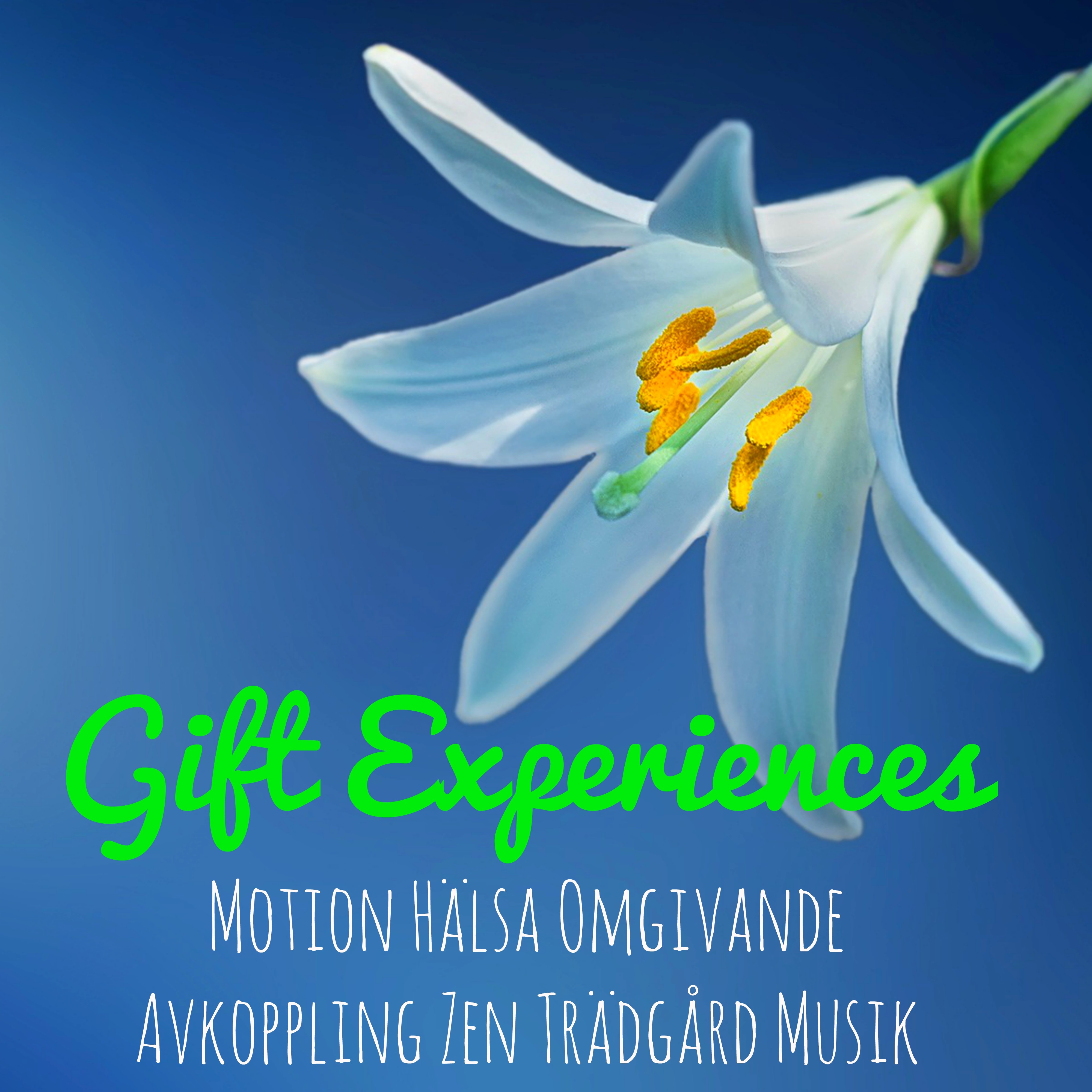 Gift Experiences - Naturens Instrumental Easy Listening Avslappnande Ljud för Motion Hälsa Omgivande Avkoppling Zen Trädgård Musik