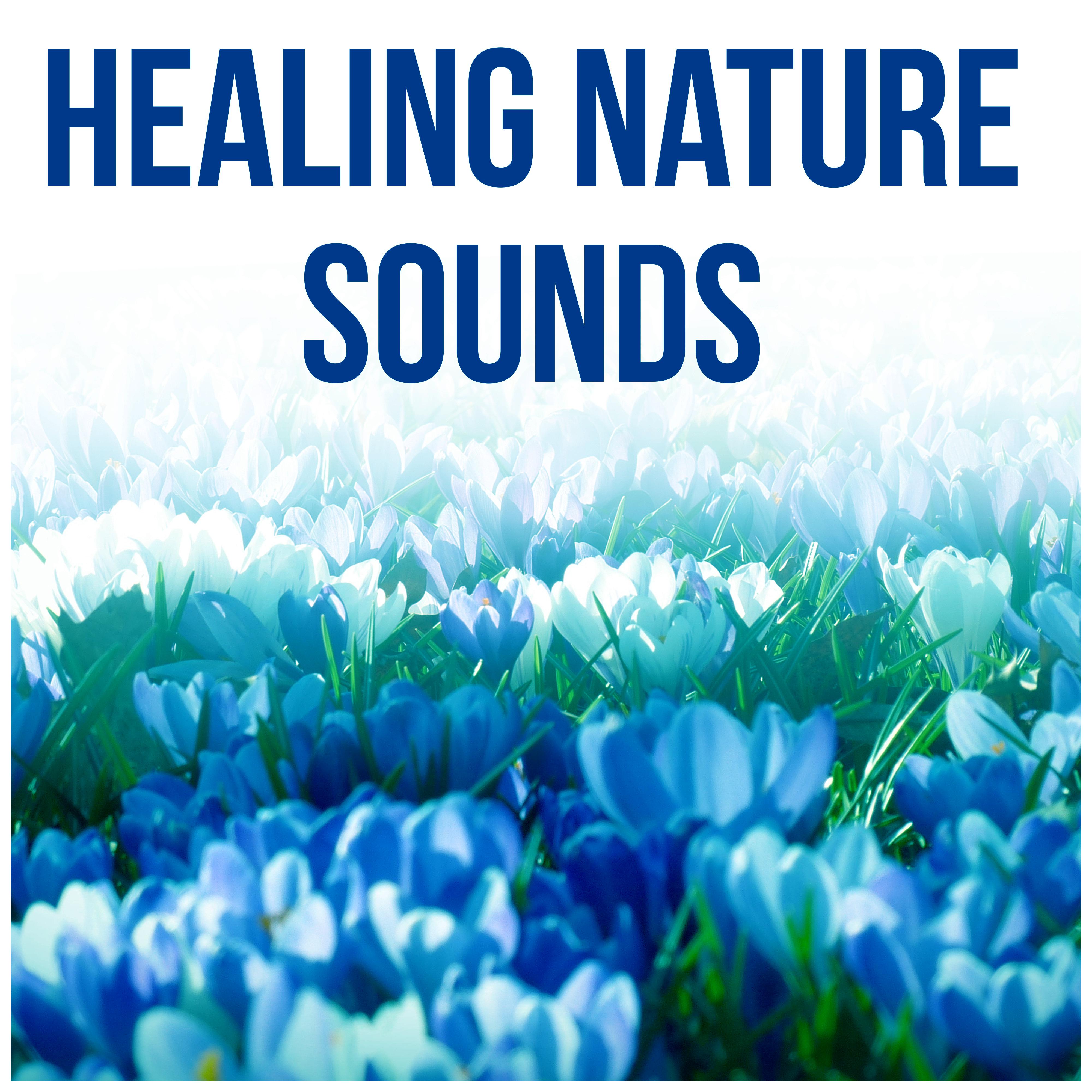 Healing Nature Sounds - Music Therapy, Anti Stress, Harmony, Yoga Poses, Rain, Meditation for Sleep, Healing Music, New Age, Massage