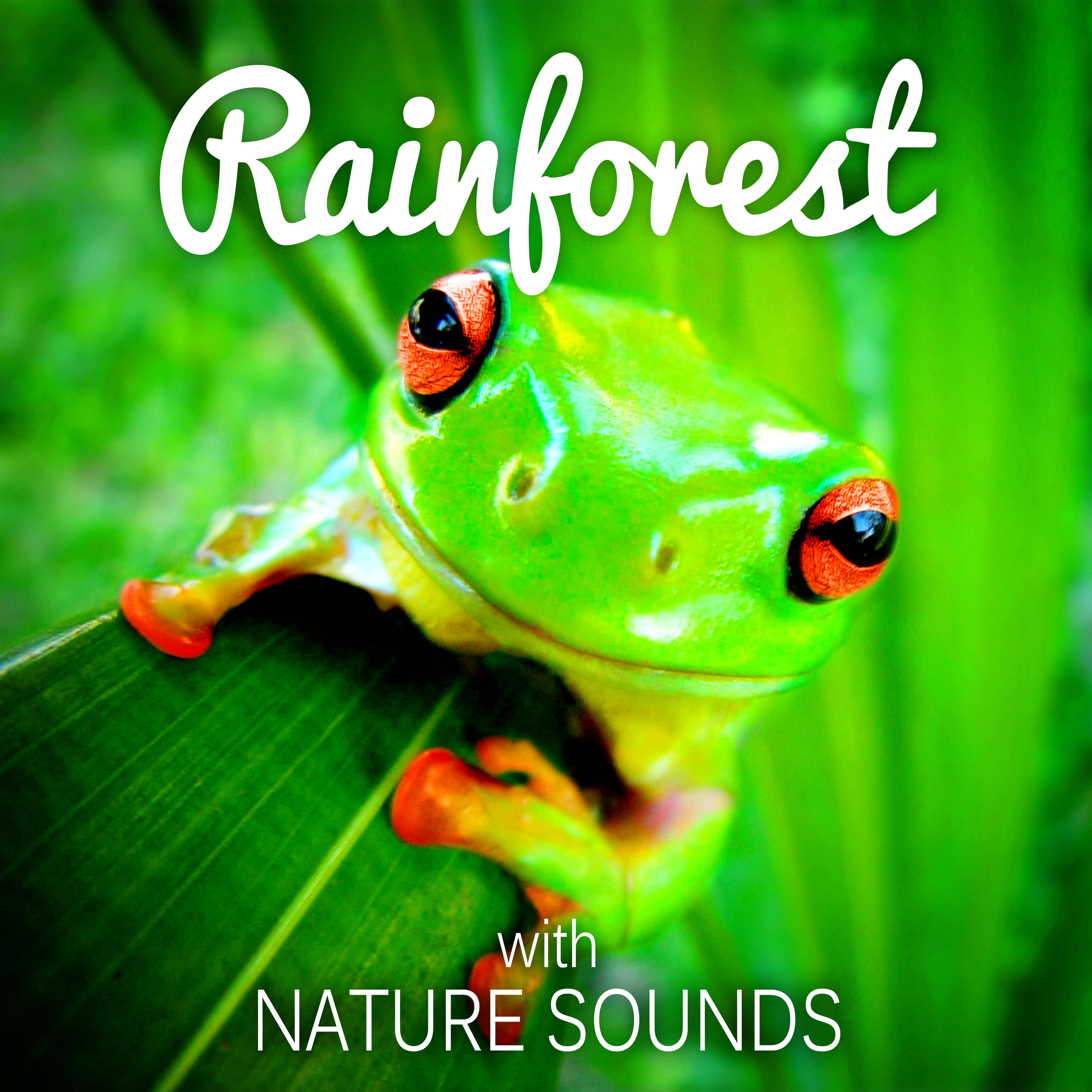 Rainforest with Nature Sounds - Free Your Mind & Relax Better, Ambient Natural Sounds for Sleep and Relaxation, Rainforest Ambience Music