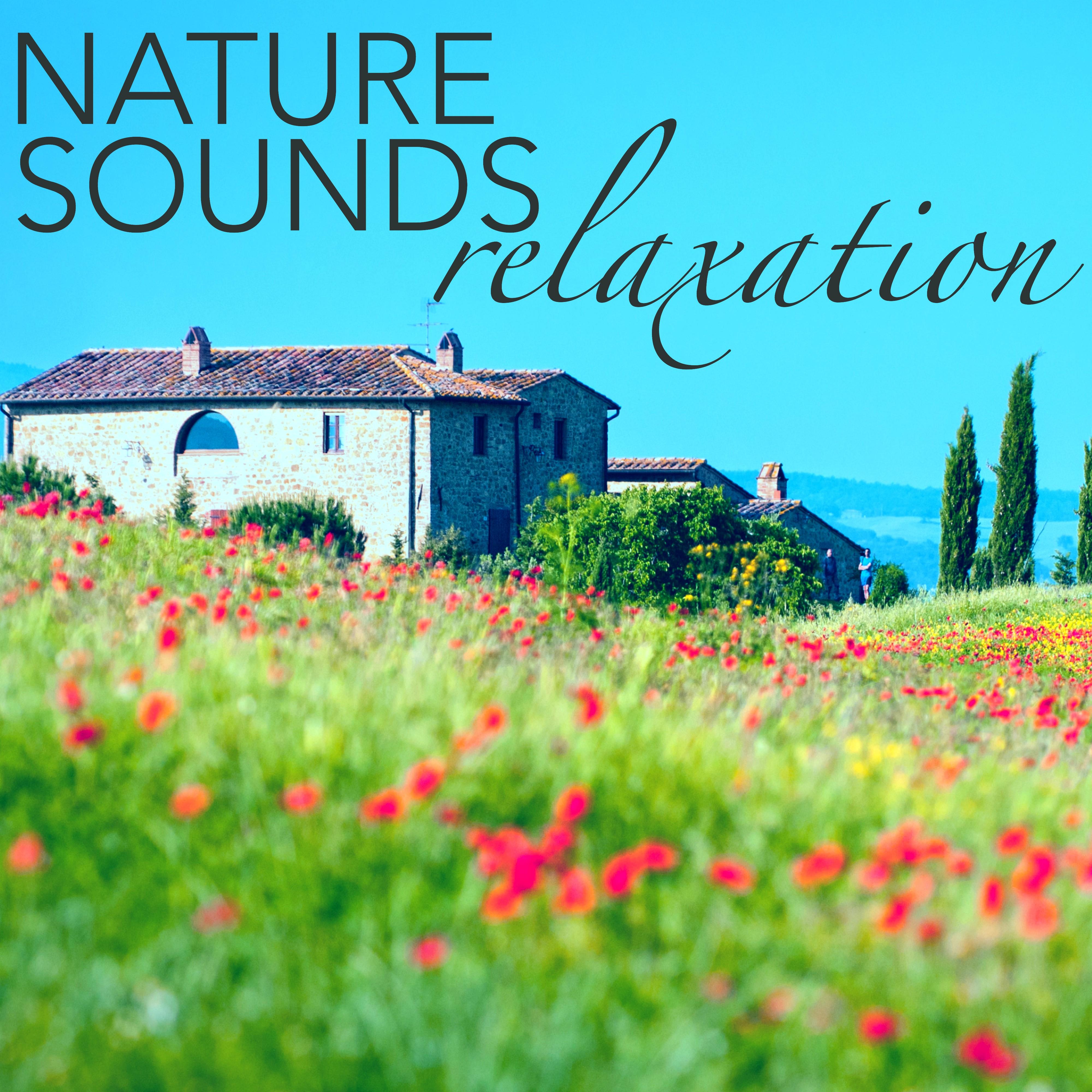 Nature Sound for Relaxation - Running Water Stream, Relaxing Ocean Waves & Birds Sound Therapy for Placebo Effect & Deep Sleep