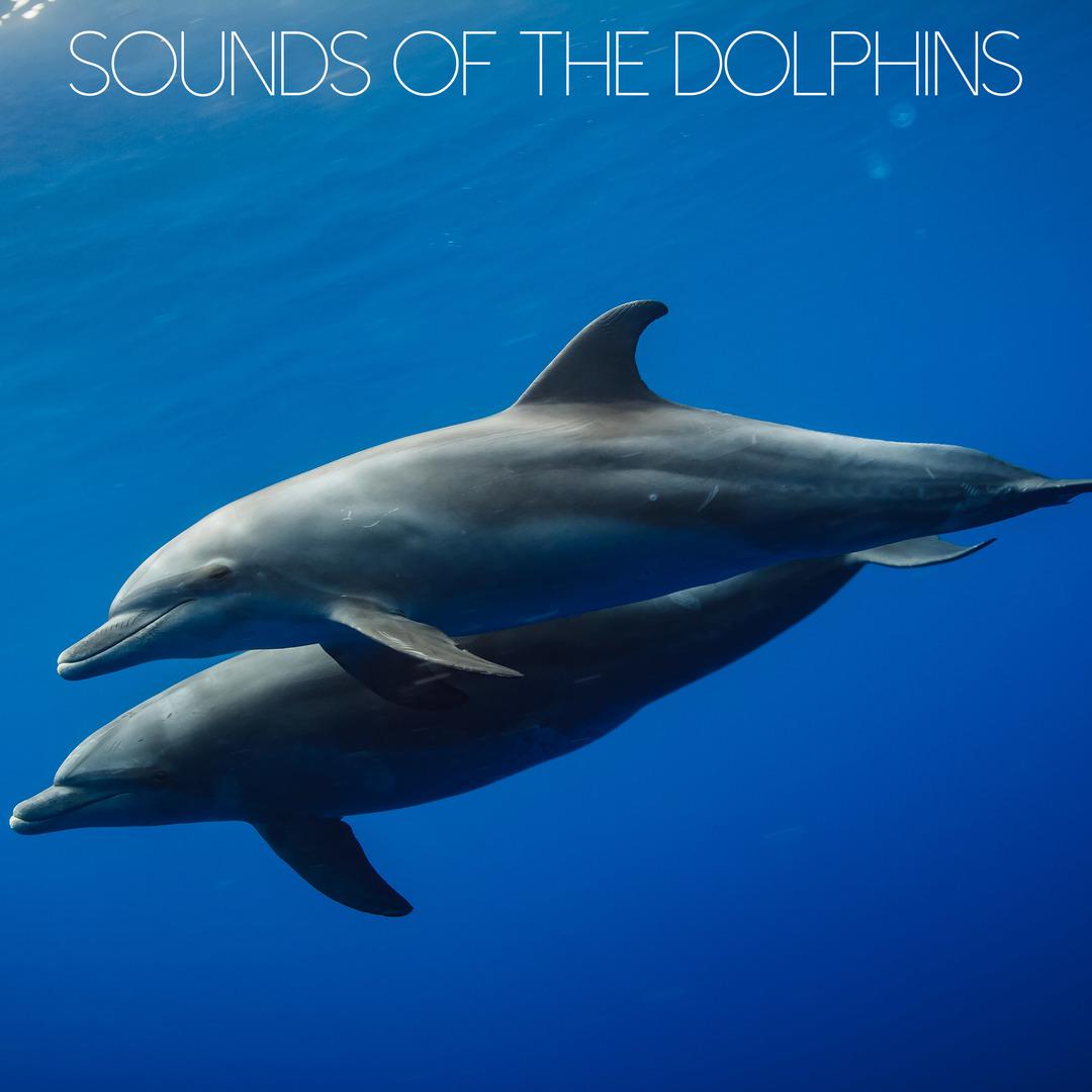 Sounds of the Dolphins