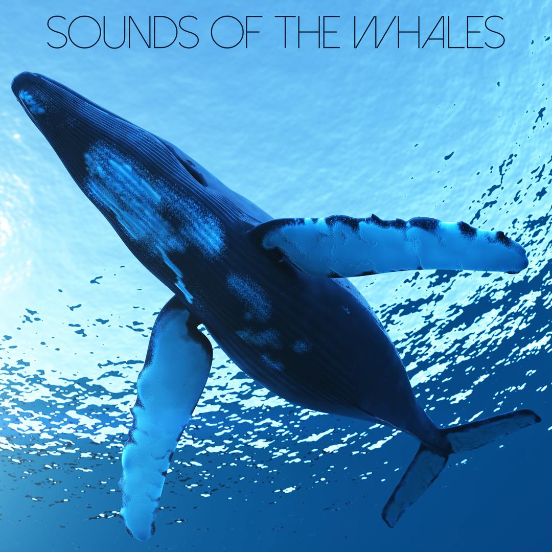 Sounds of the Whales