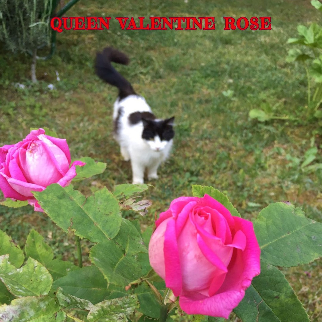 Queen valentine rose