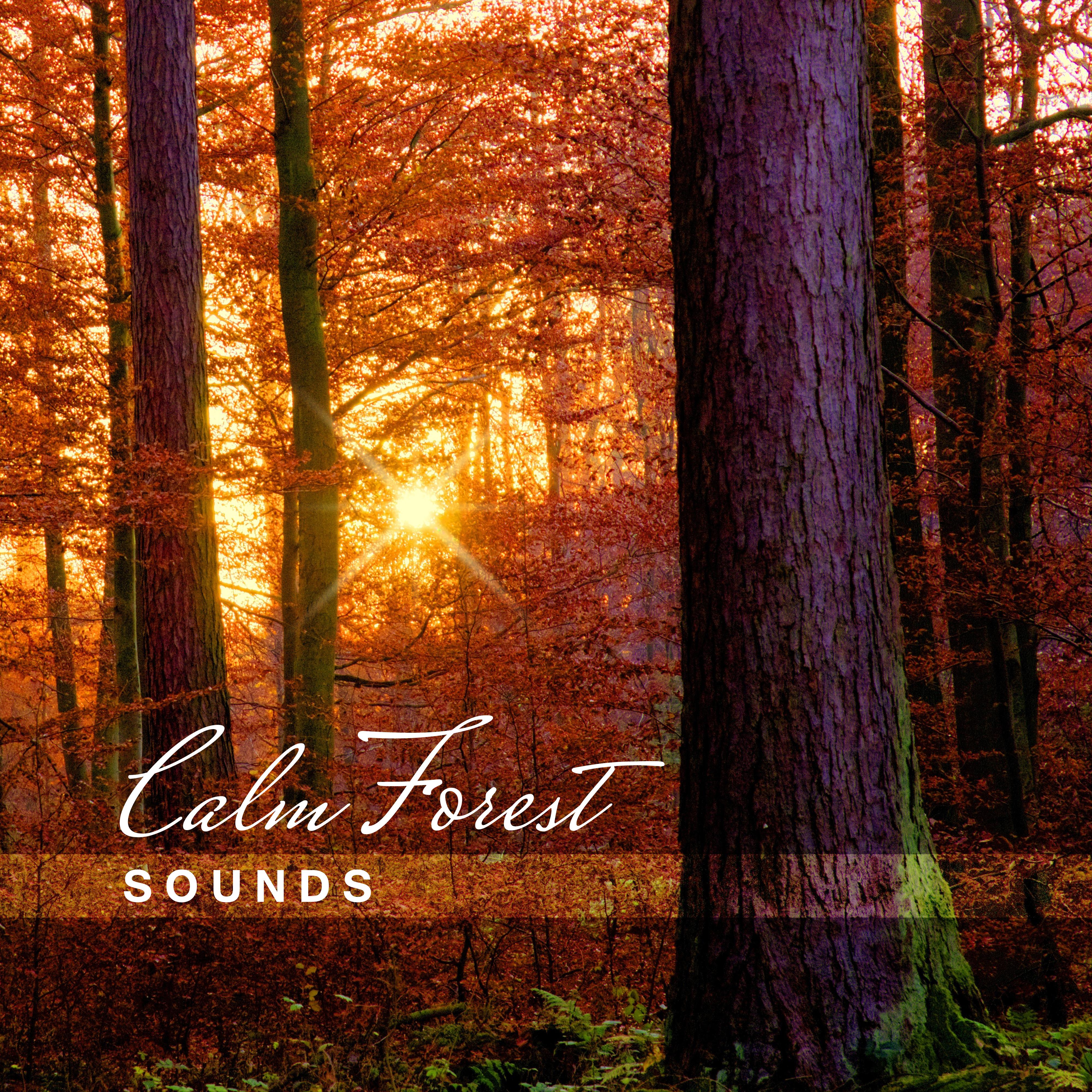 Calm Forest Sounds – Soothing & Relaxing New Age Music, Nature Sounds to Rest, Ambient Waves