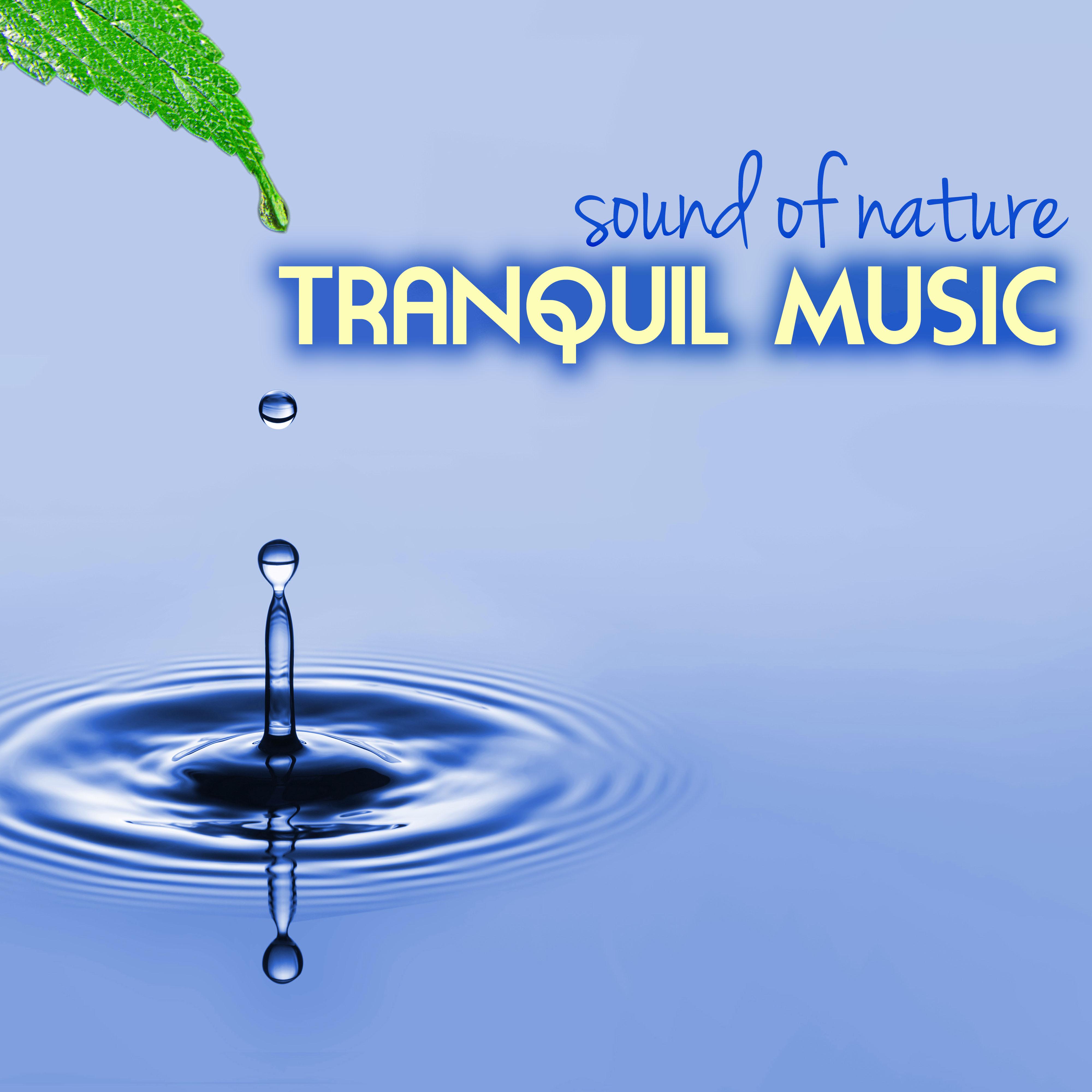 Tranquility & Harmony - Serene Night Sounds