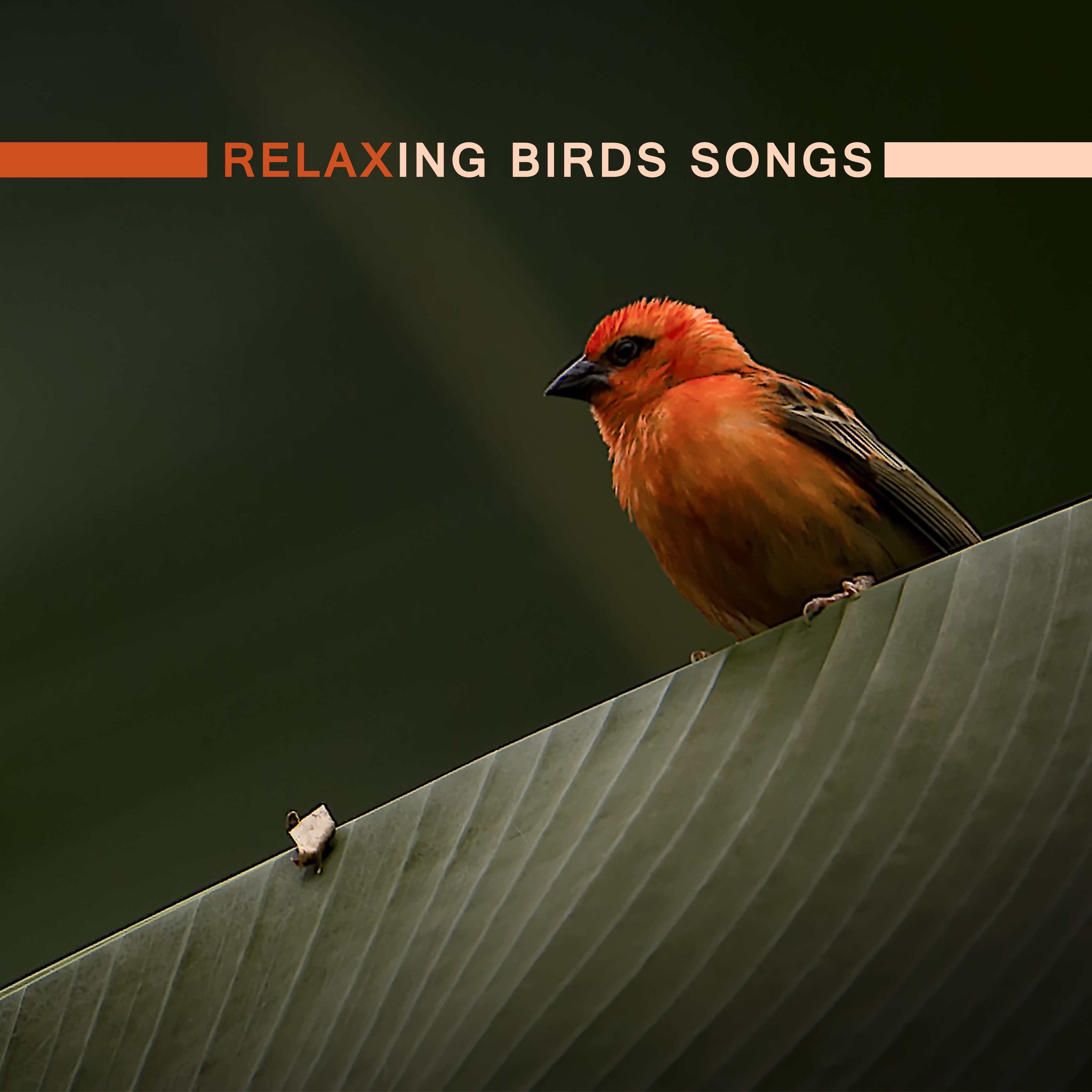 Relaxing Birds Songs – New Age, Full of Calming  Sounds, Rest, Spa, Healing Relaxing Music