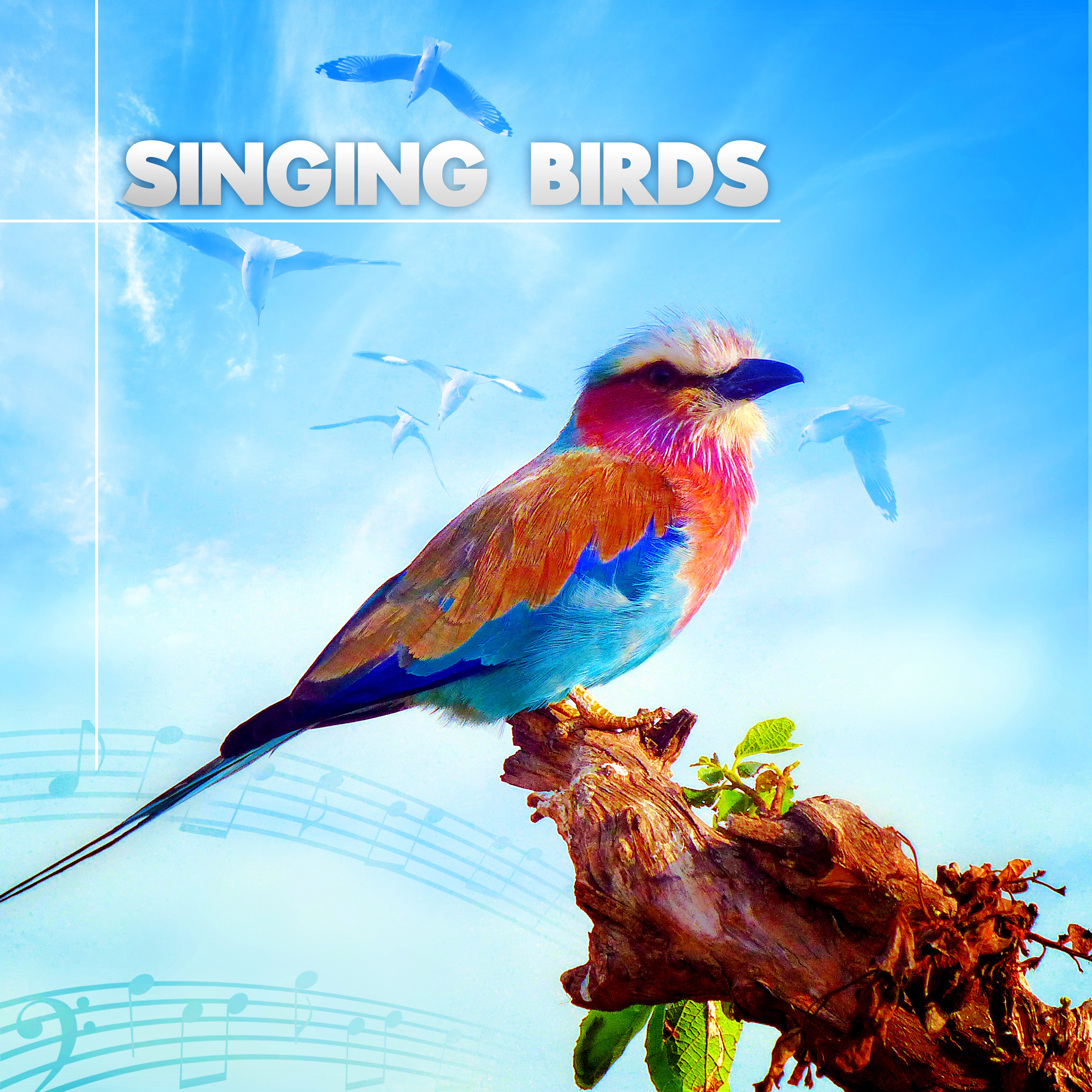 Singing Birds – Amazing Sound Effects of Birds, Forest Ambience, Morning Bird Calls for Relaxation