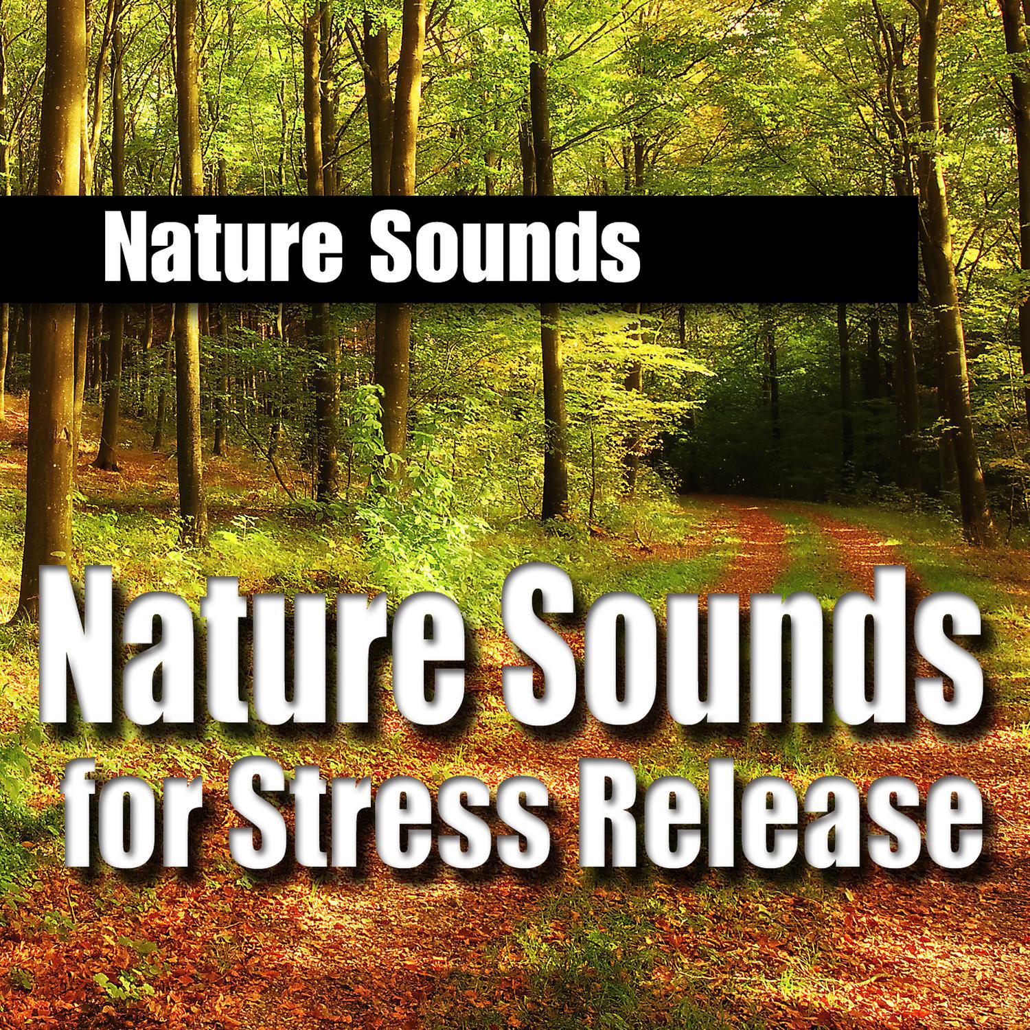 Nature Sounds for Stress Release