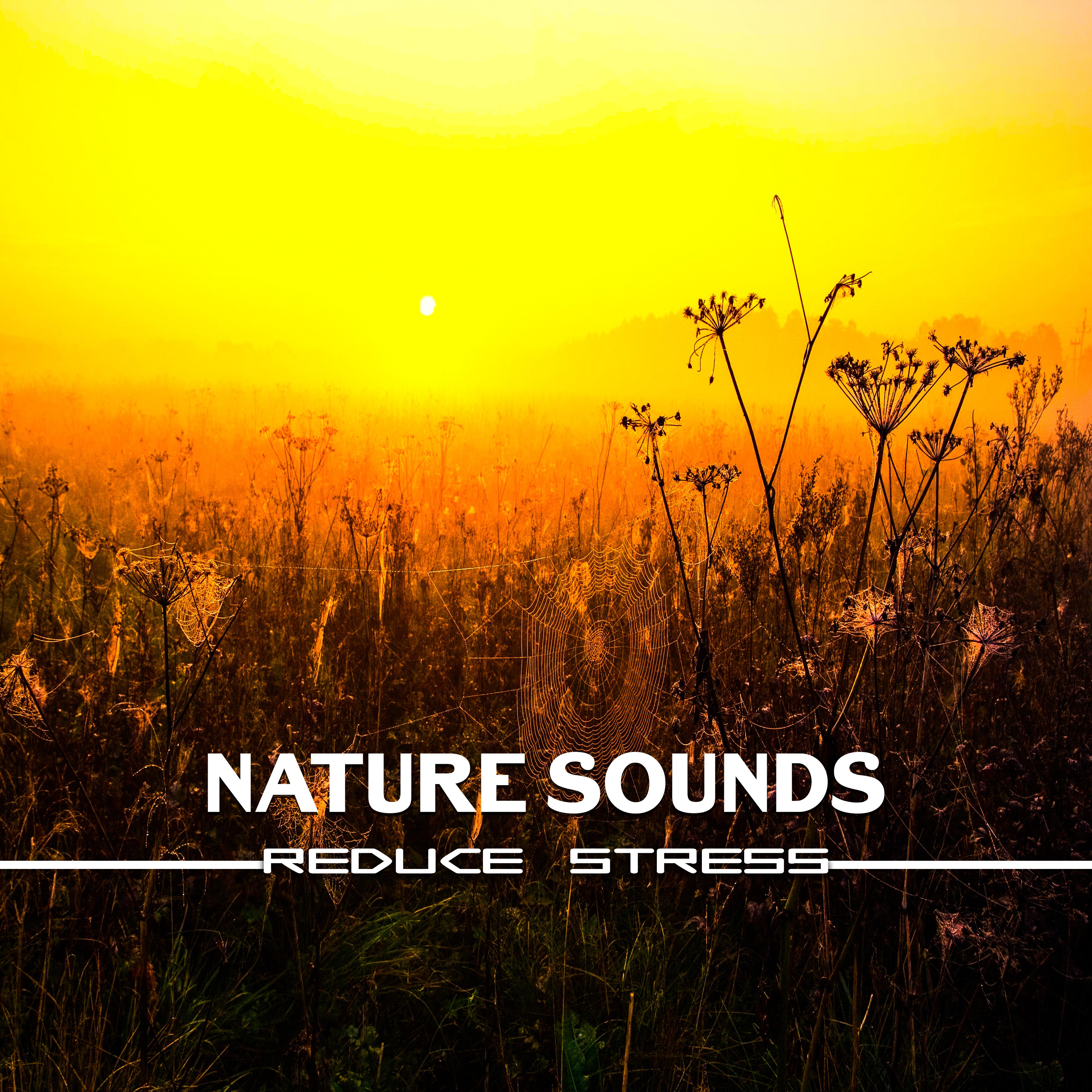Nature Sounds Reduce Stress – Inner Healing, Tranquility, Soft Music to Calm Down, Relaxation, Stress Relief, Peaceful Mind