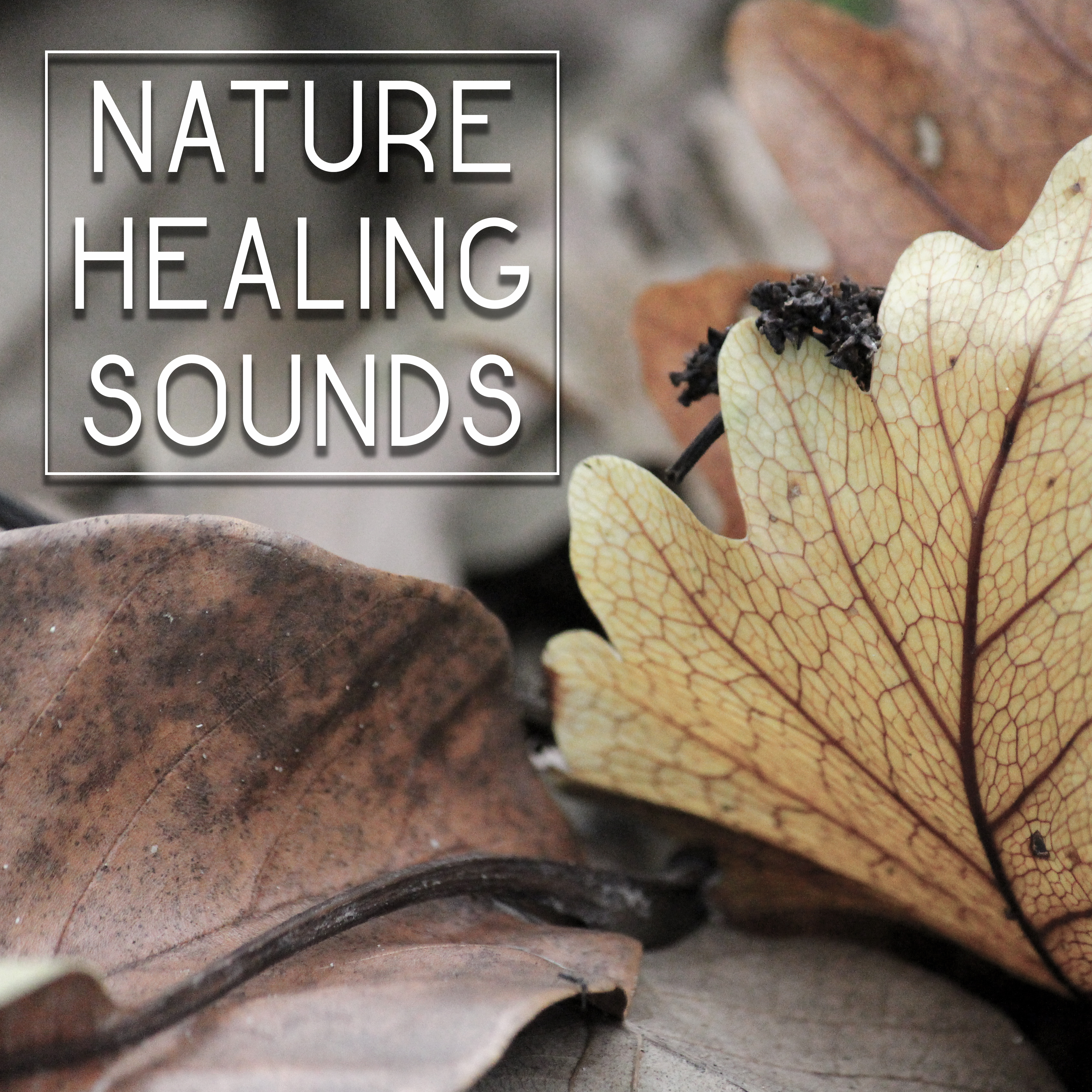 Nature Healing Sounds – Soft Music to Calm Down, Waves of Calmness, Peaceful Sounds, Mind Control