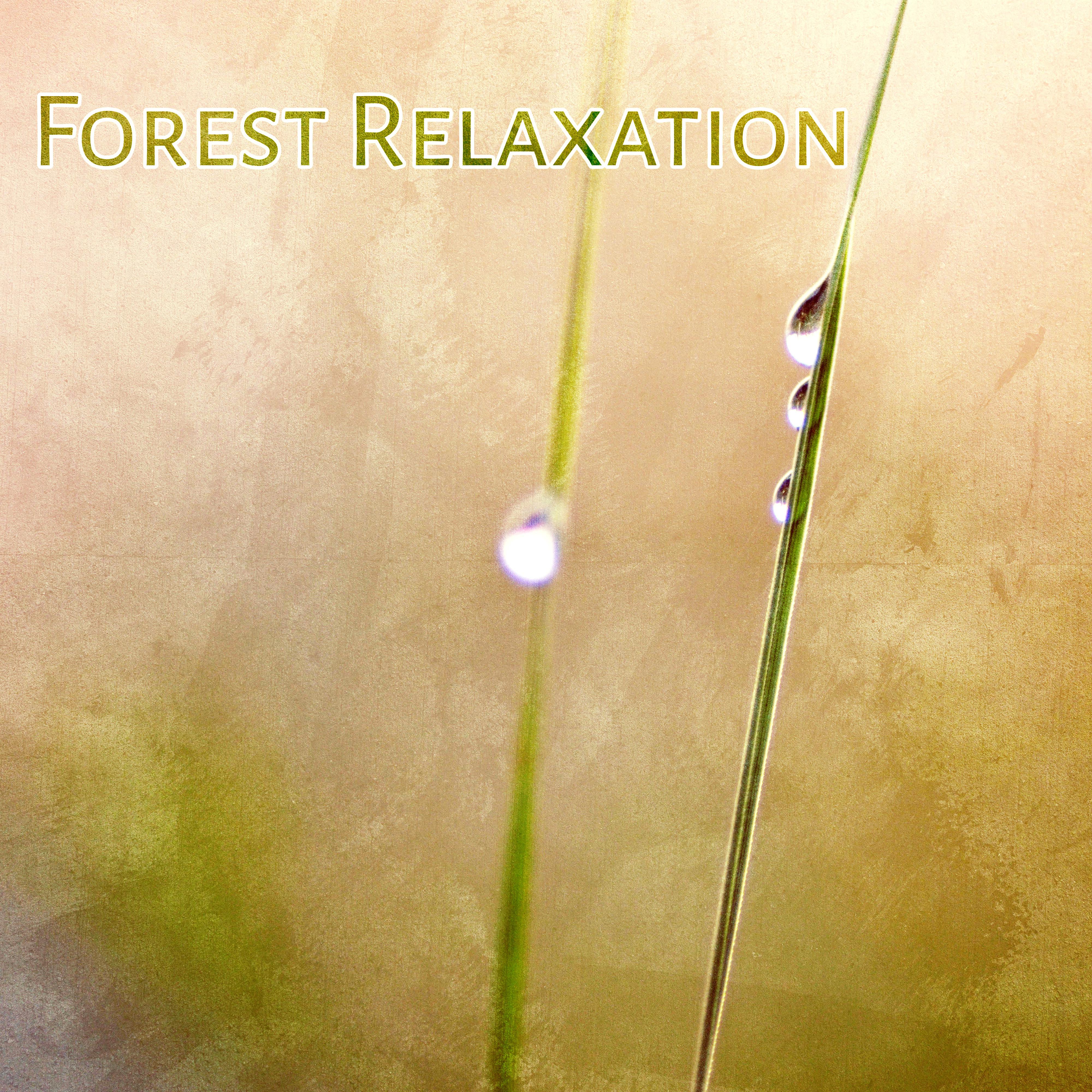 Forest Relaxation – Calming Birds Sounds, Chill in Forest, Soothing Waves, Rest & Relax, New Age Music