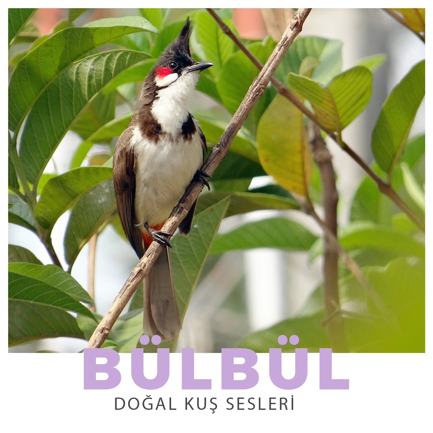 Doğal Kuş Sesleri (Bülbül)