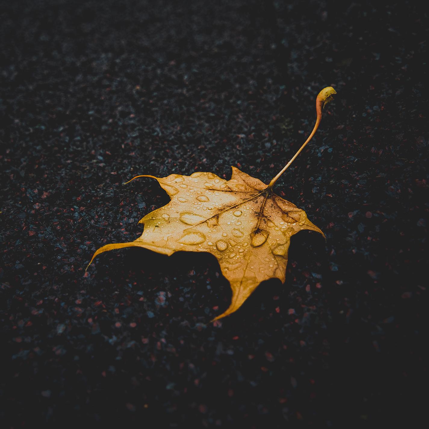 Rain in the Forest