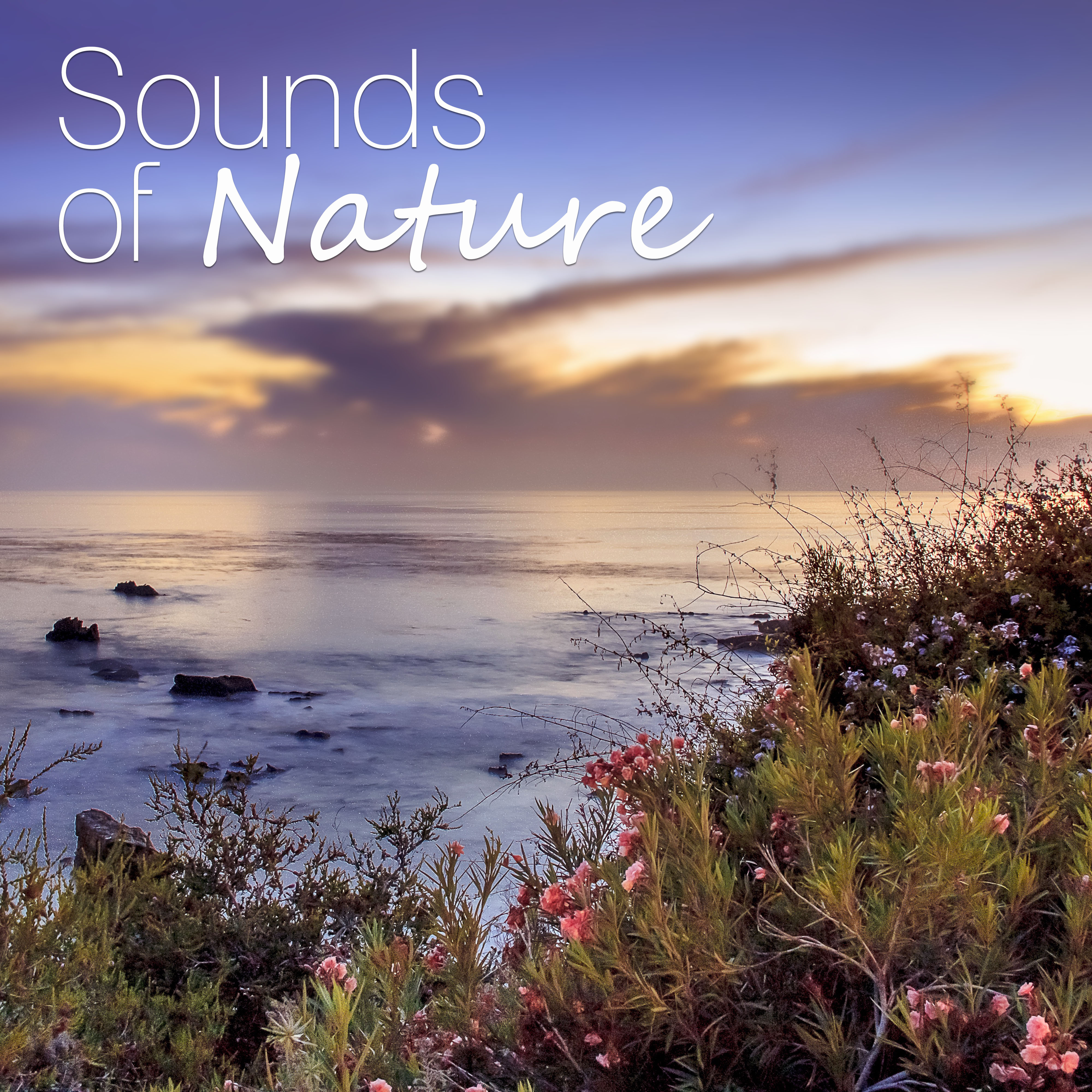 Sounds of Nature – Ambient Nature Sounds for Relax, Meditation, Sleep