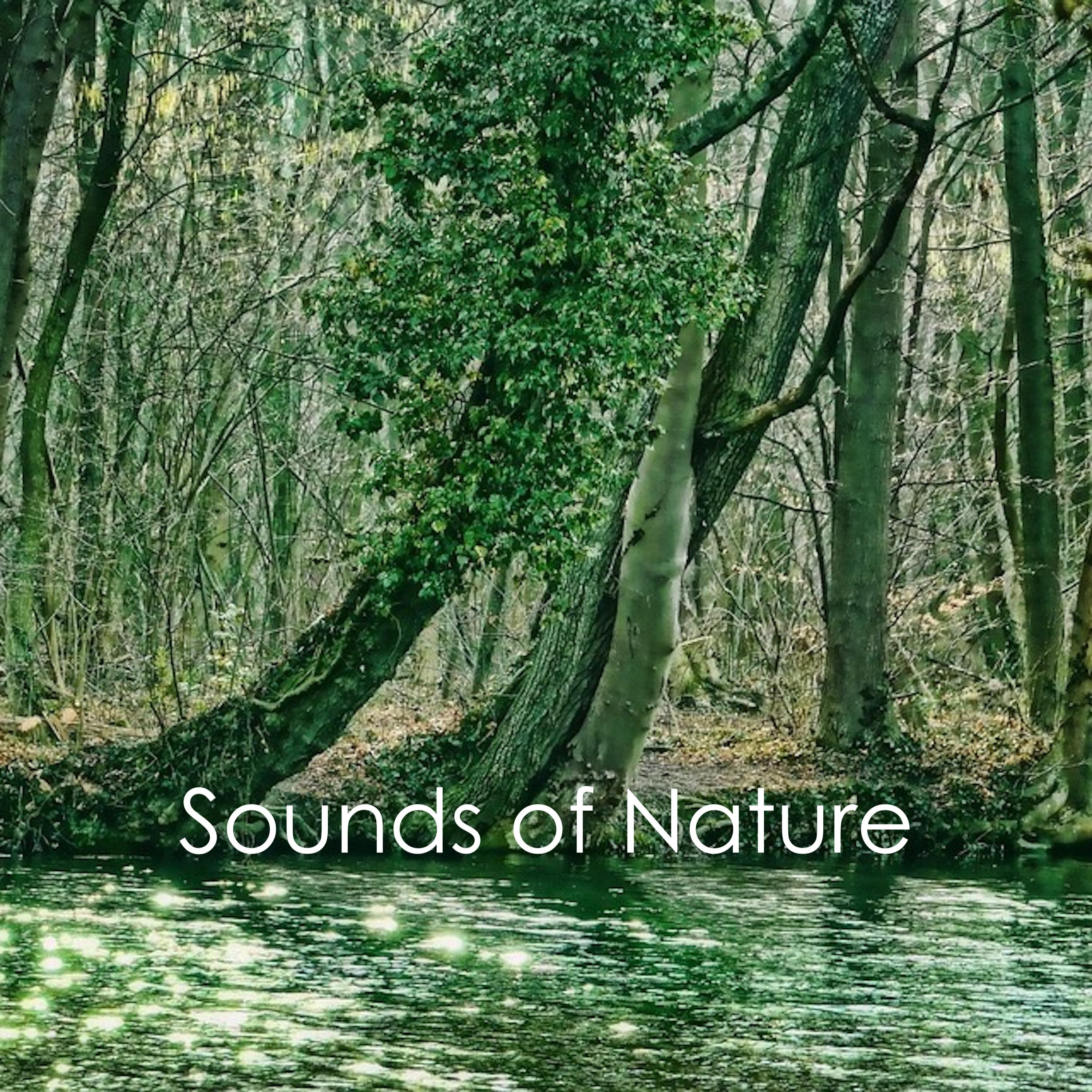 #15 Sounds of Nature: Relaxing Sleep Sounds of Nature, Rainfall for Sleep, Loopable Rain, White Noise, Insomnia Sleep Aid