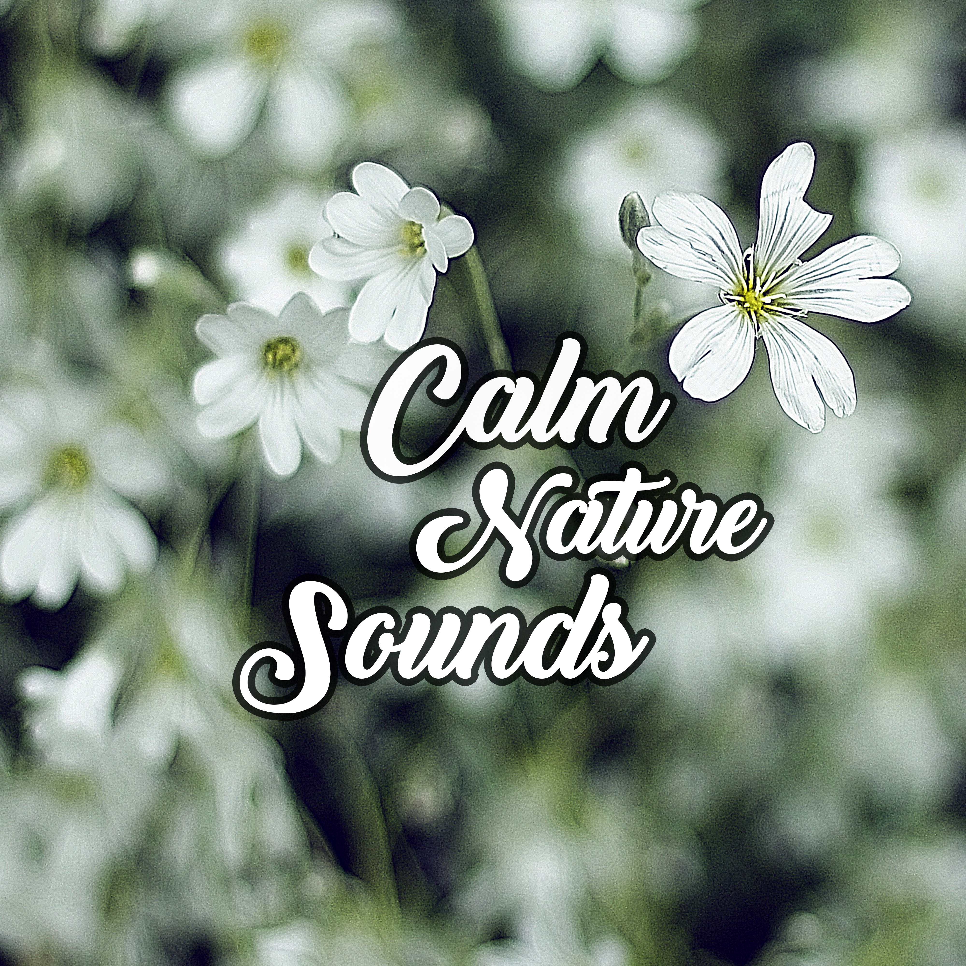 Calm Nature Sounds – Peaceful Sounds of Birds and Ocean Waves, Relaxation Music, Reiki, New Age