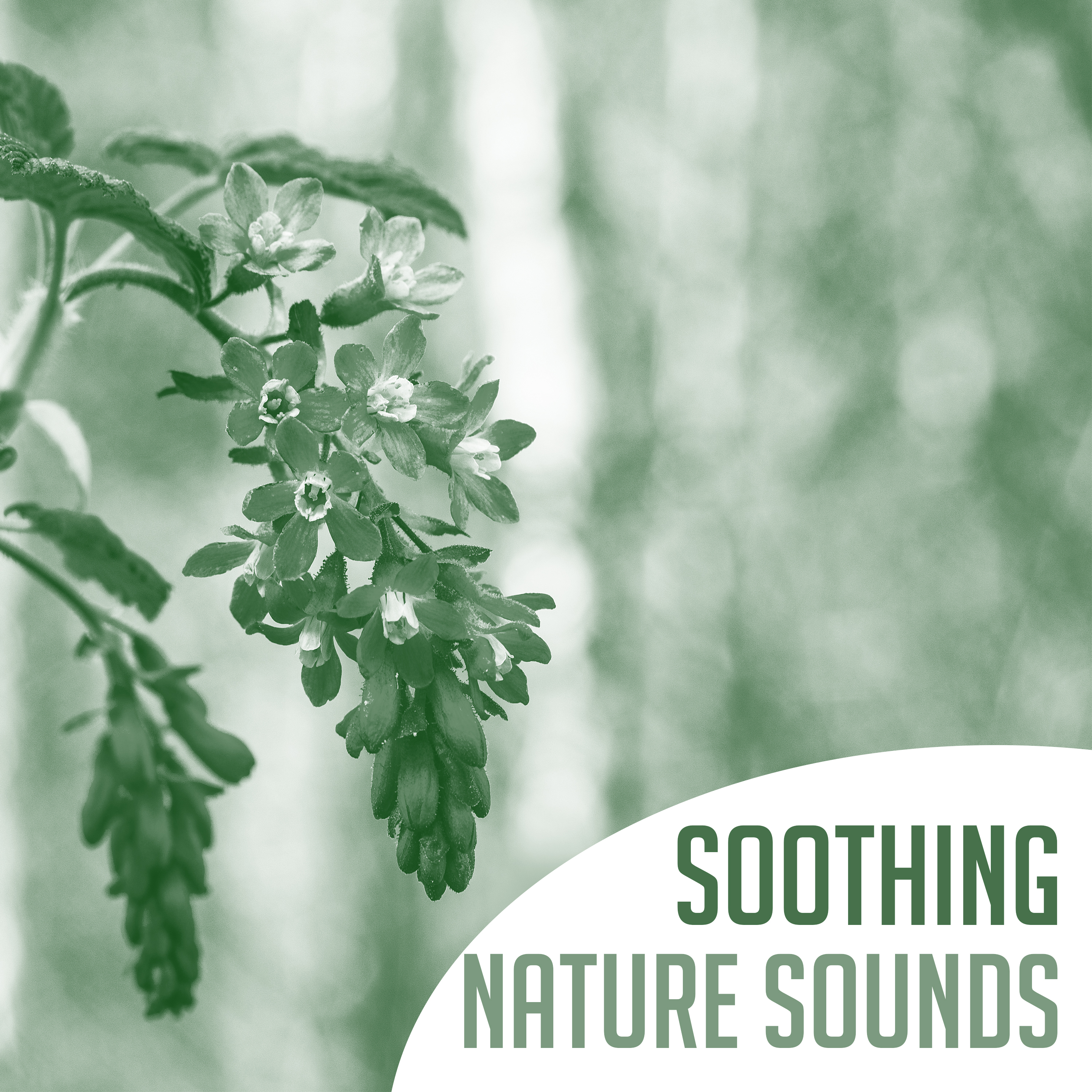 Soothing Nature Sounds – Pure Relaxation, Ambient Music, Deep Relief, Stress Free, Healing Water, Relaxing Waves, Soft Music to Calm Down