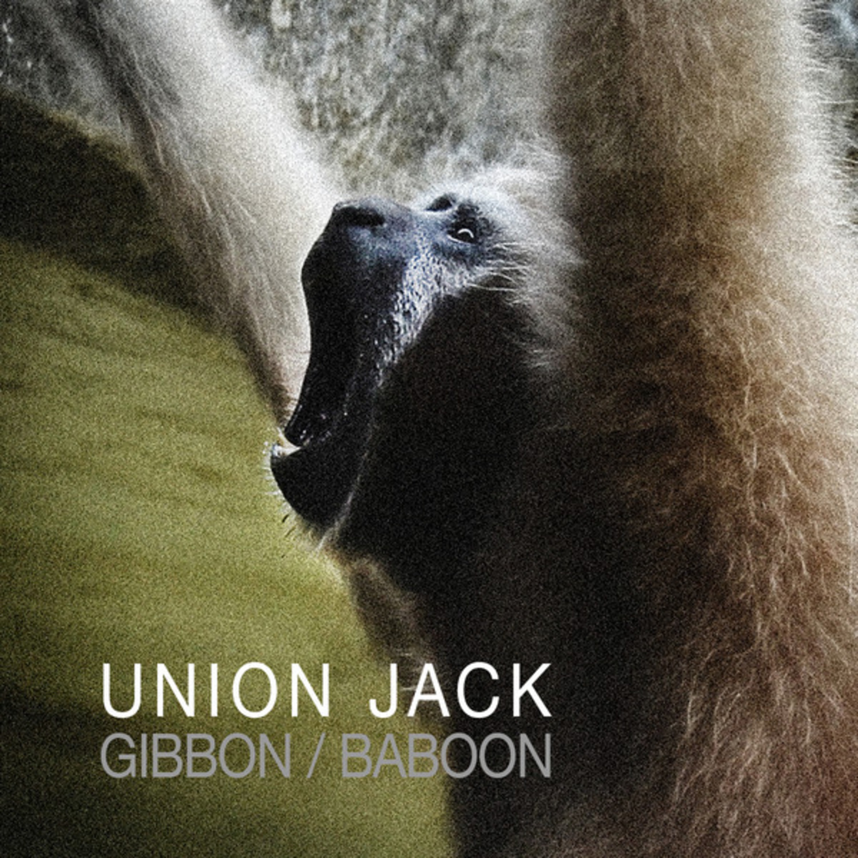 Gibbon