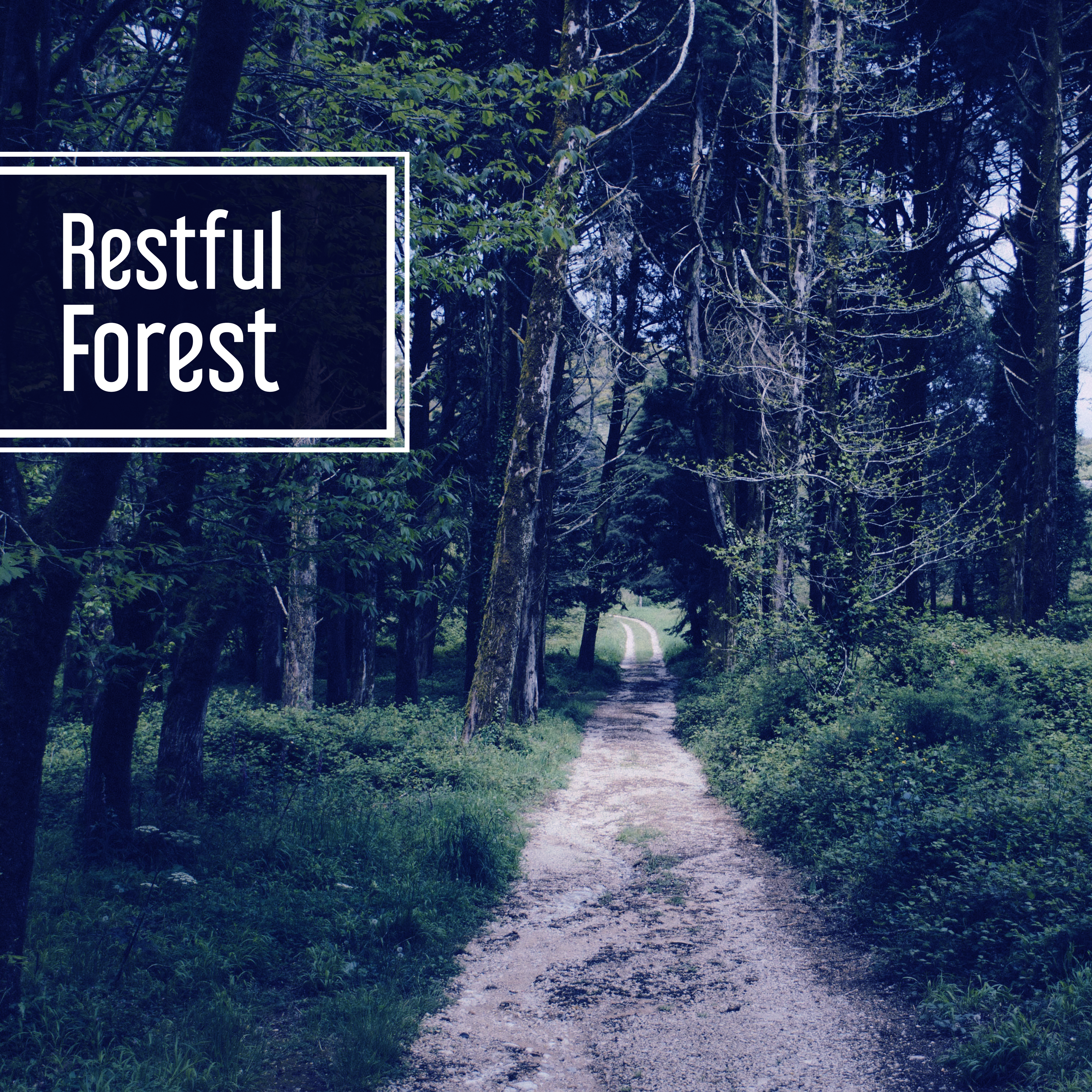 Restful Forest – Nature Sounds for Relaxation, Singing Birds, Rest with Nature, Peaceful Mind, Calmness