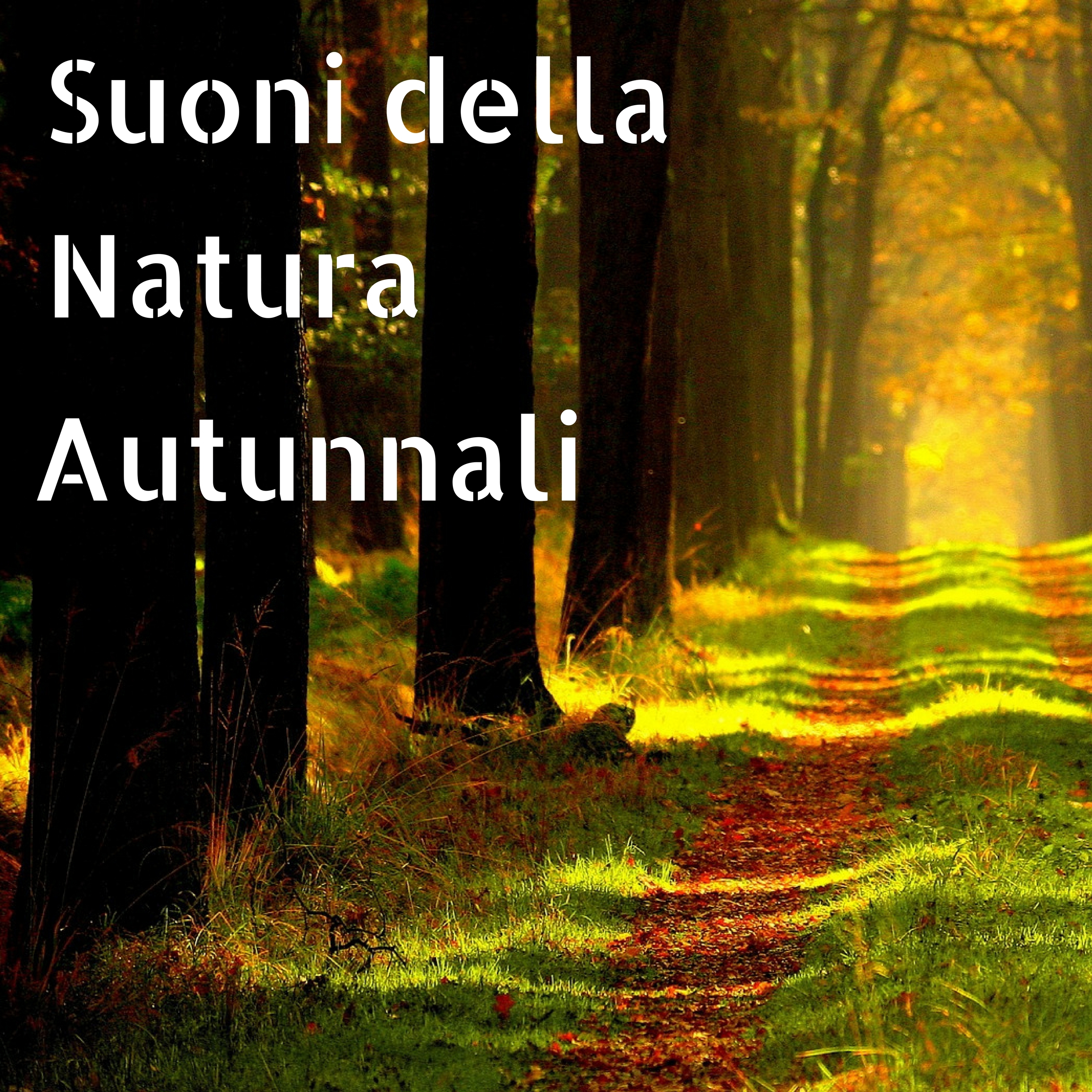 Suoni della Natura Autunnali - Musica Rilassante e Suono Naturale della Foresta