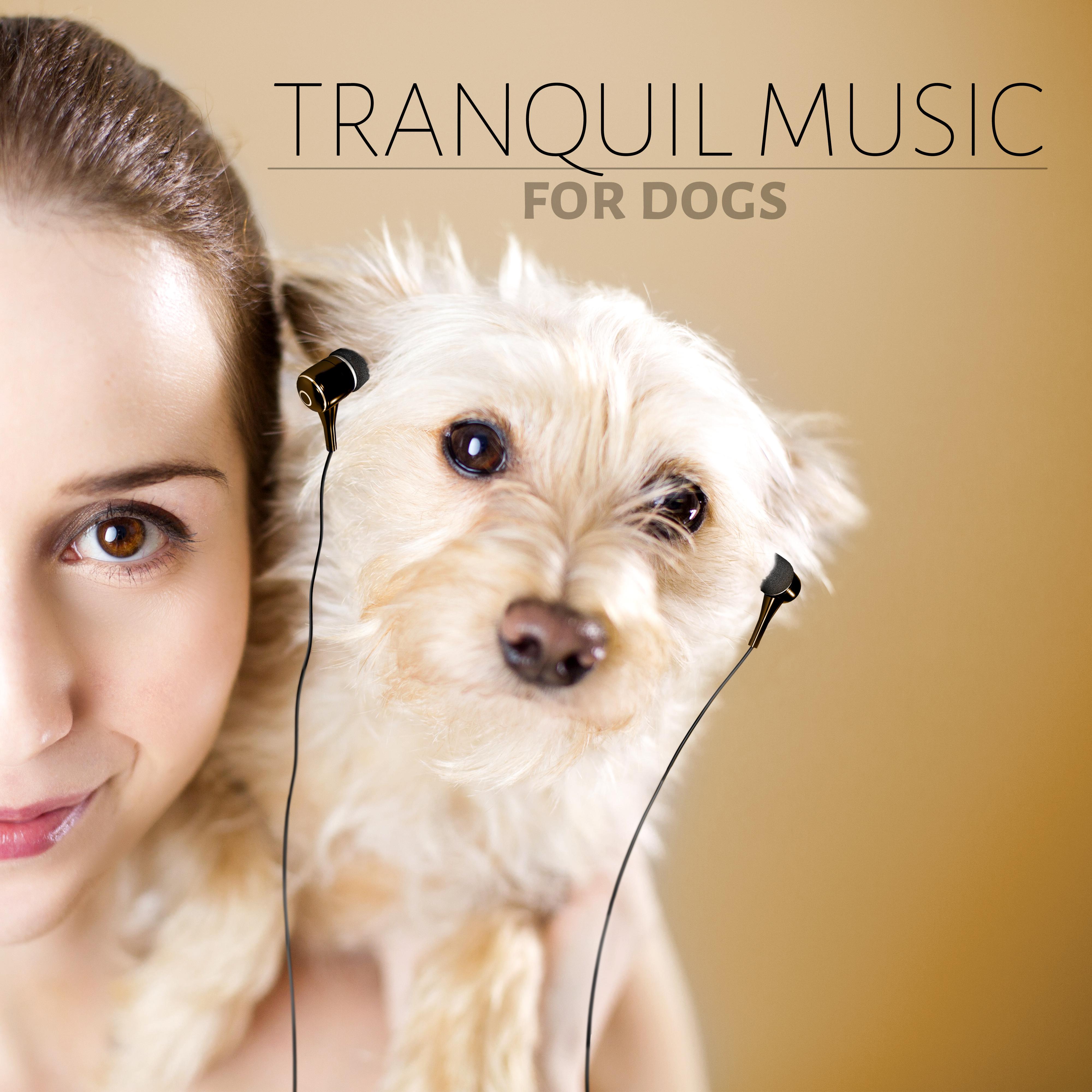 Tranquil Music for Dogs - Calm Down Your Animal Companion, Relaxing Music for Dogs, Soothing Nature Sounds for Puppies & Cats