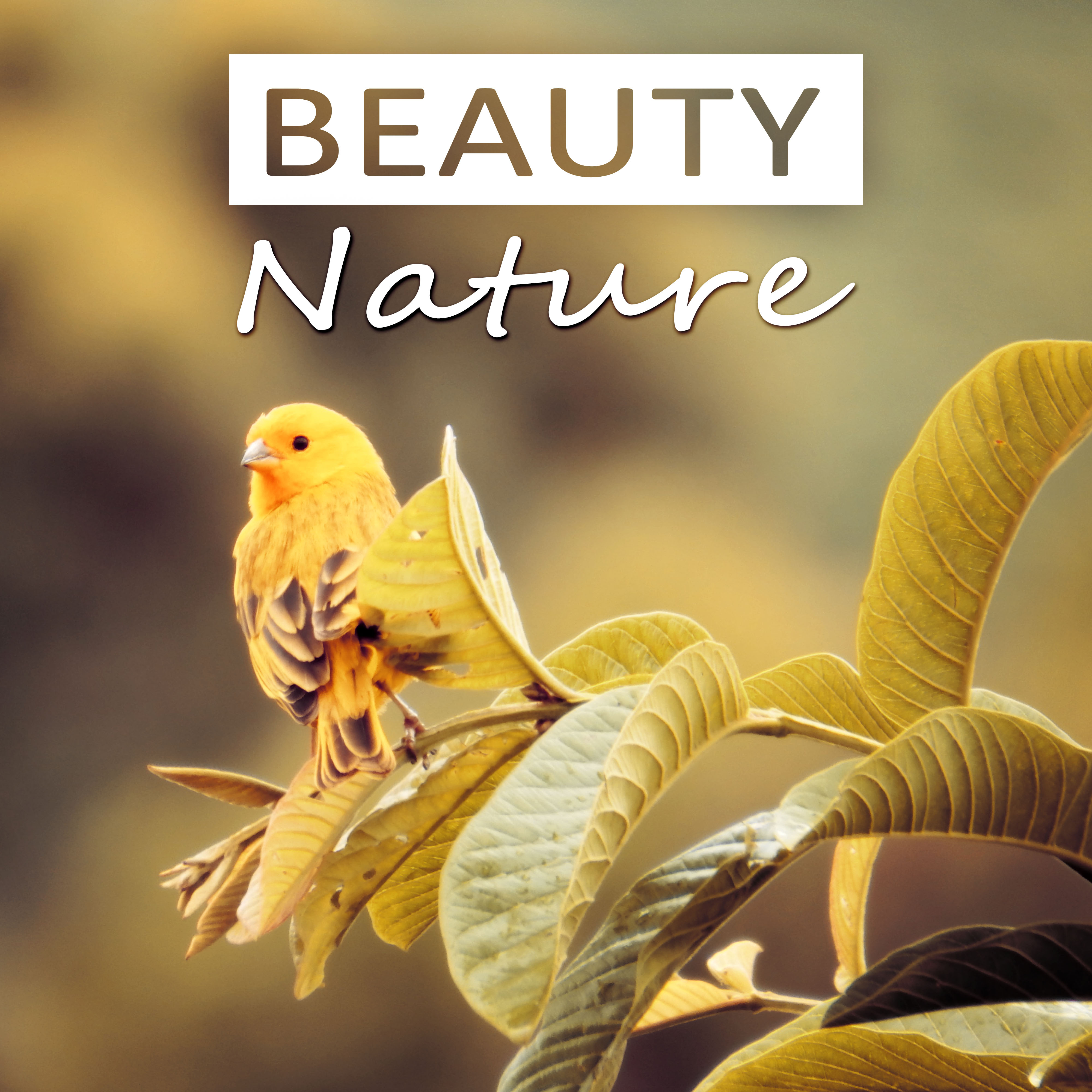 Beauty Nature - Relaxation, Well Being, Liquid Songs, Nature Calming Music, Sounds of Nature, Spa Music, Massage