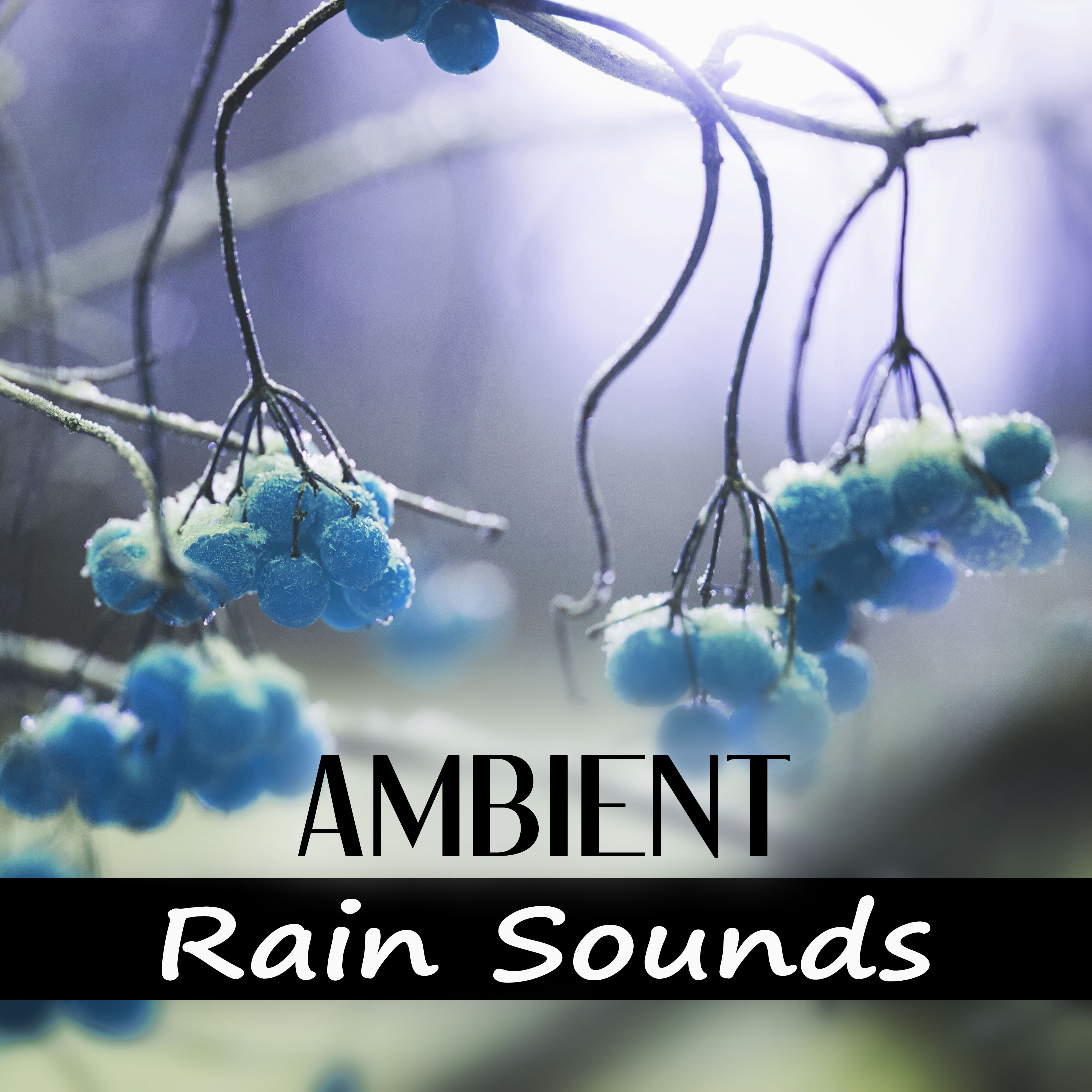 Ambiant Rain Sounds - Sound of Rainfall, Calm Music, Relax, Water, Serenity Music, Reduce Anxiety, Massage