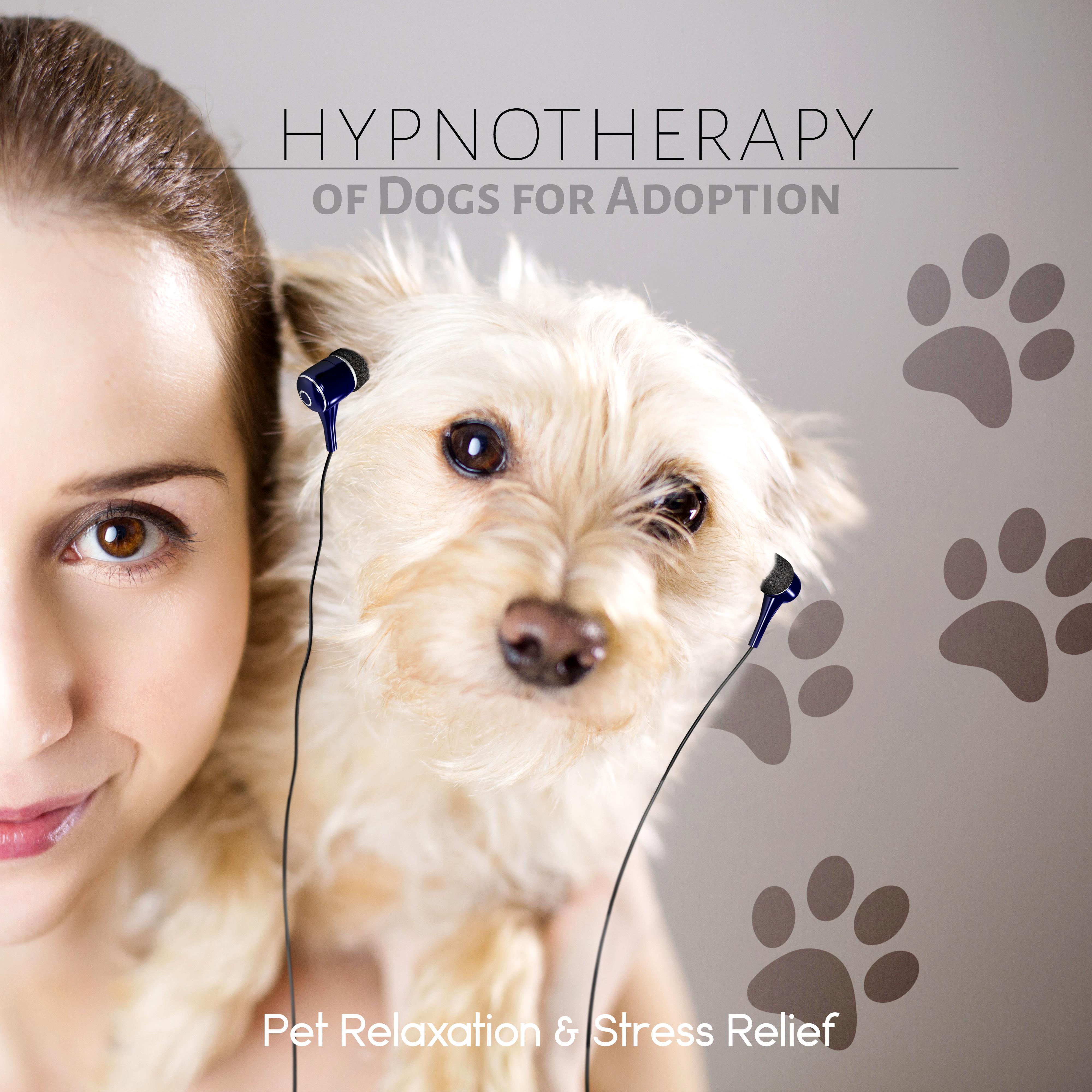 Hypnotherapy of Dogs for Adoption