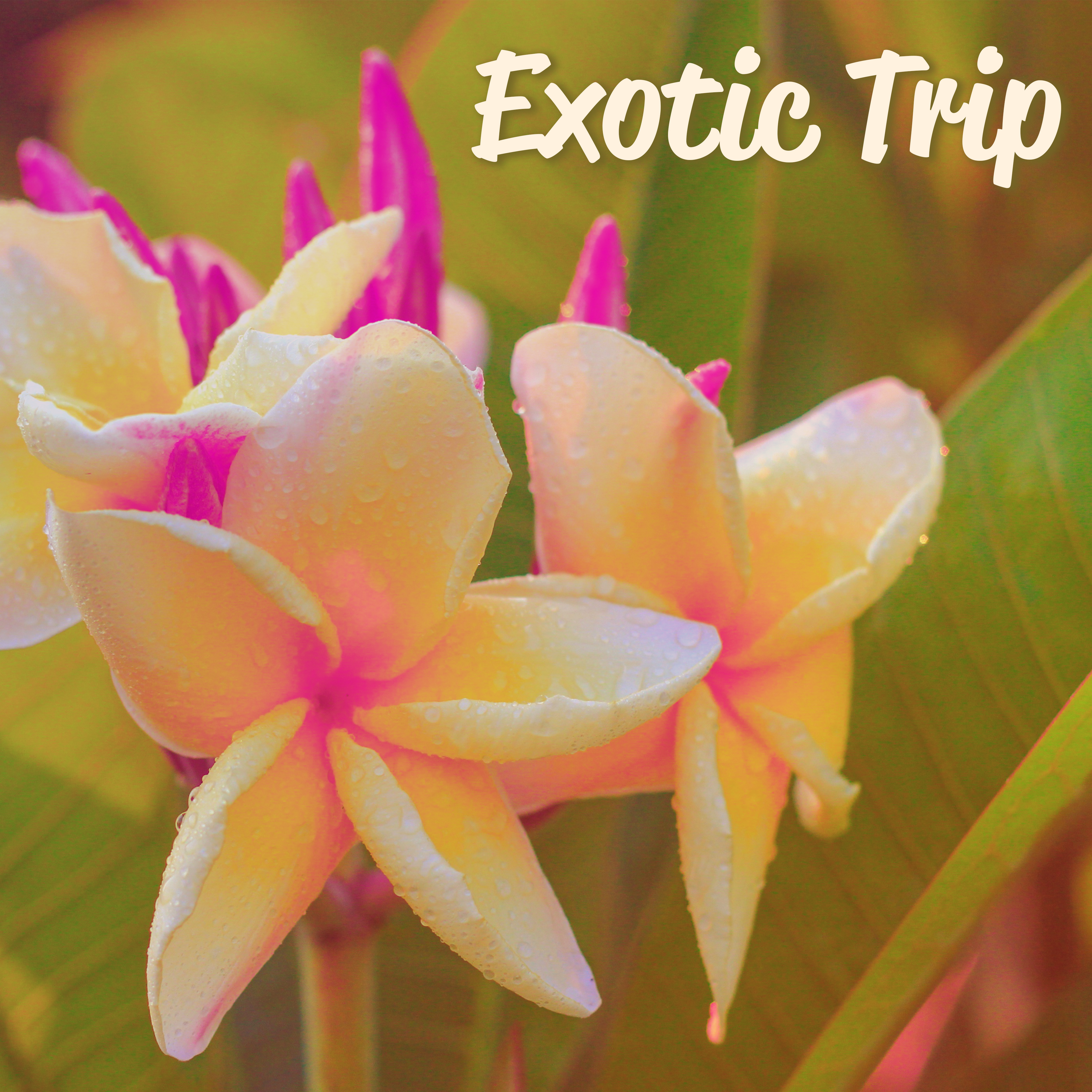 Exotic Trip – Holiday Chill Out Music, Tropical Rest, Cocktails & Drinks Under Palms, Beach Chill, Pure Relaxation