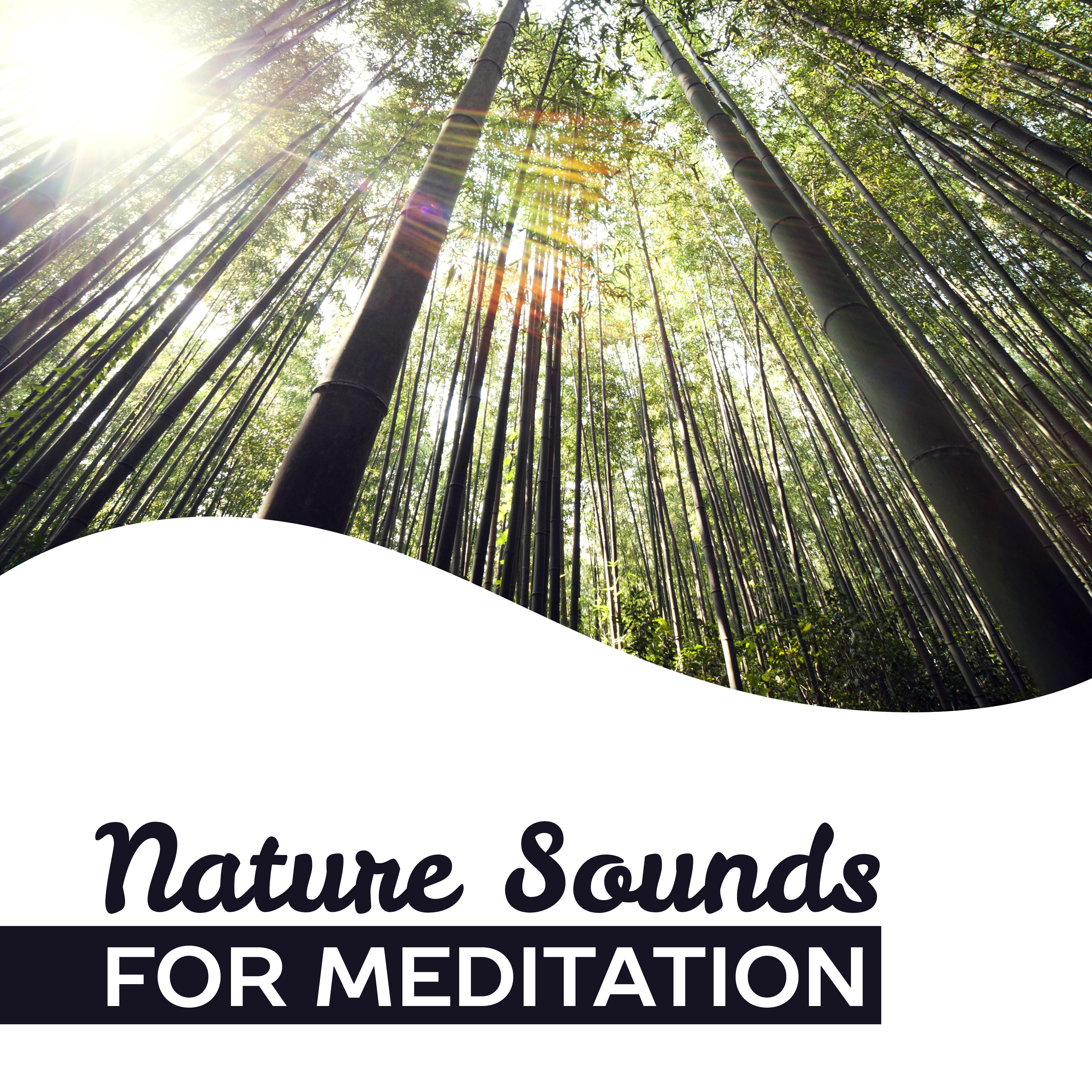 Nature Sounds for Meditation – Training Yoga, Deep Focus, Soft Music, Contemplation