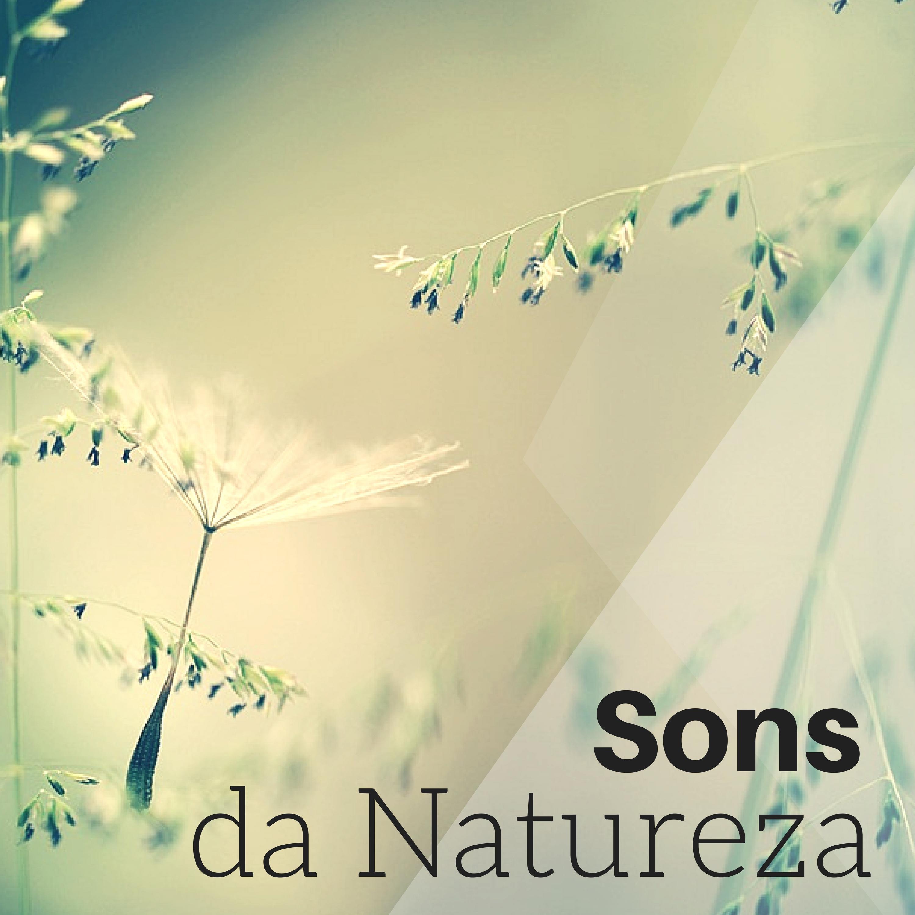 Sons da Natureza - Paz de Espirito, Serenidade Interior e Equilíbrio para Meditação Asiática