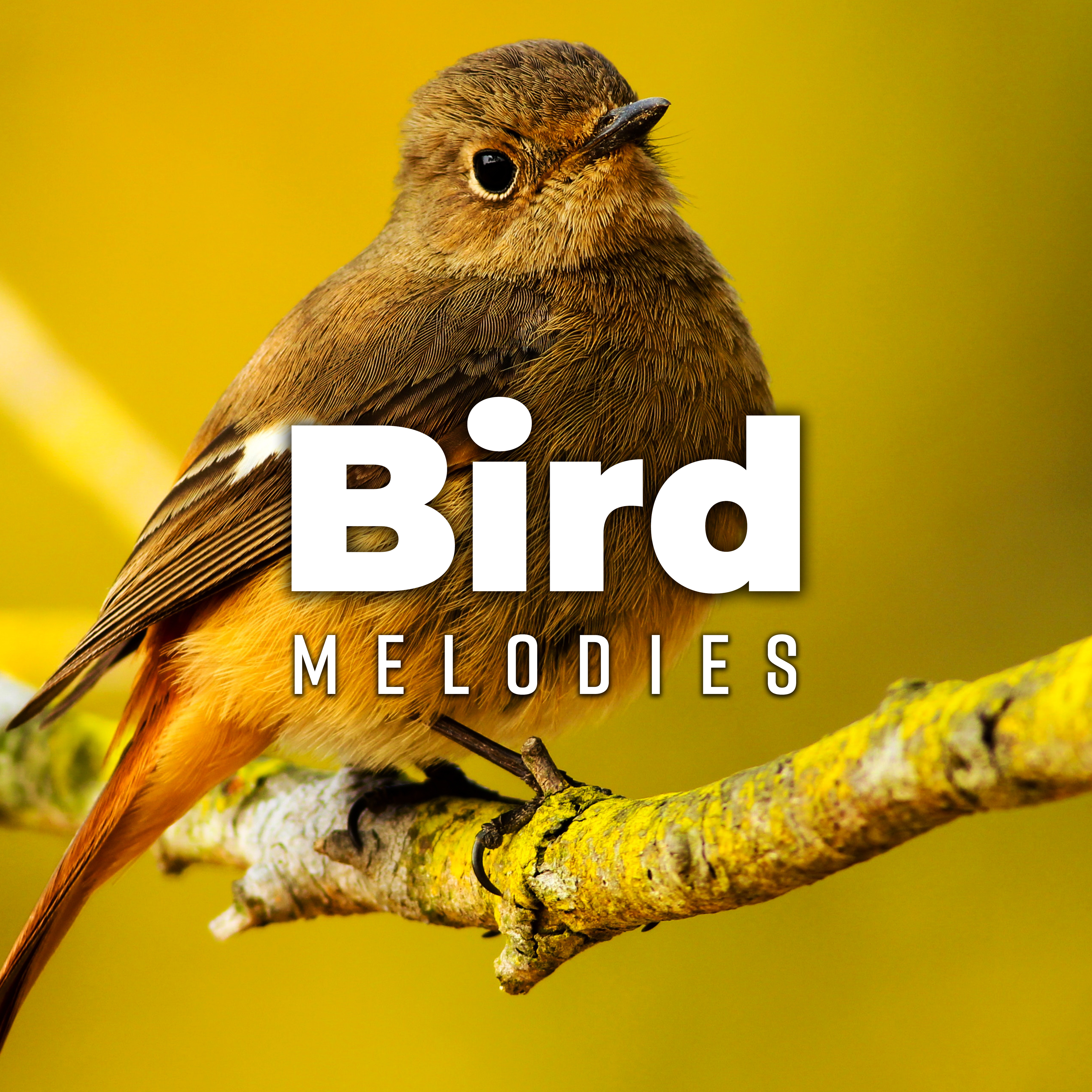 Bird Melodies