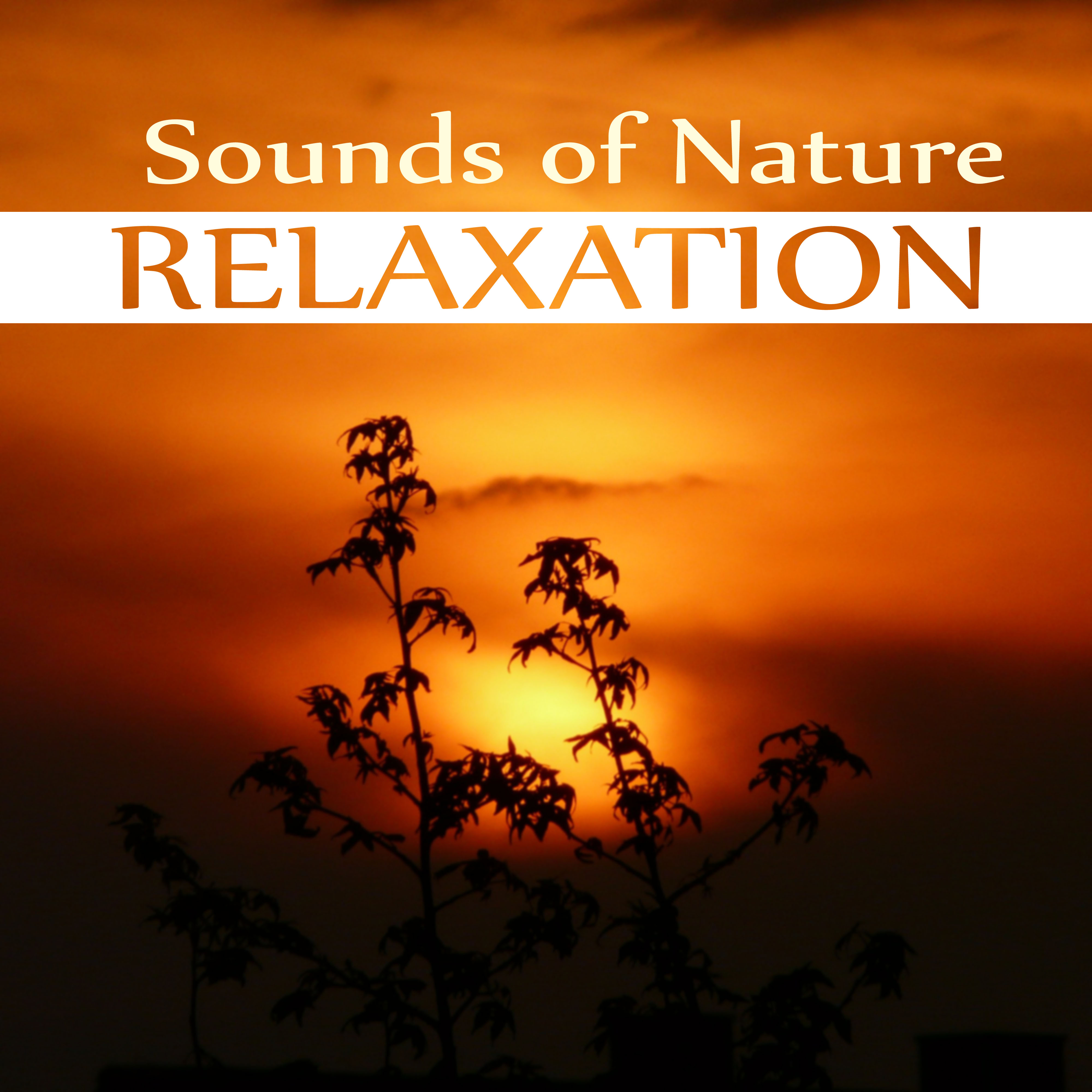 Sounds of Nature Relaxation – Silent Wind, Healing Massage, Natural White Noise and Sounds of Nature for Deep Sleep