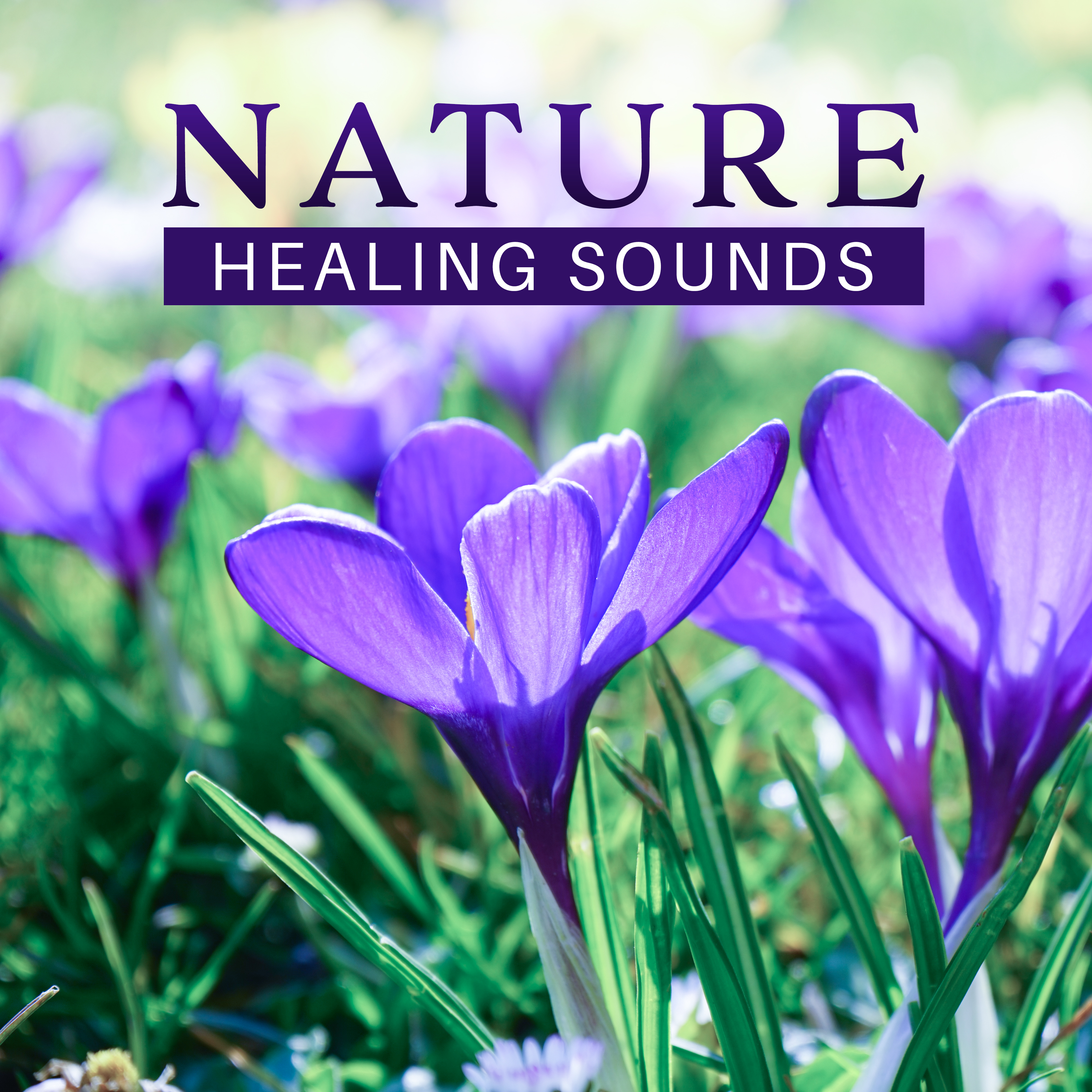 Nature Healing Sounds – Soft Sounds to Calm Down, Rest with New Age, Mind Relaxation, Harmony Soul, Time to Chill