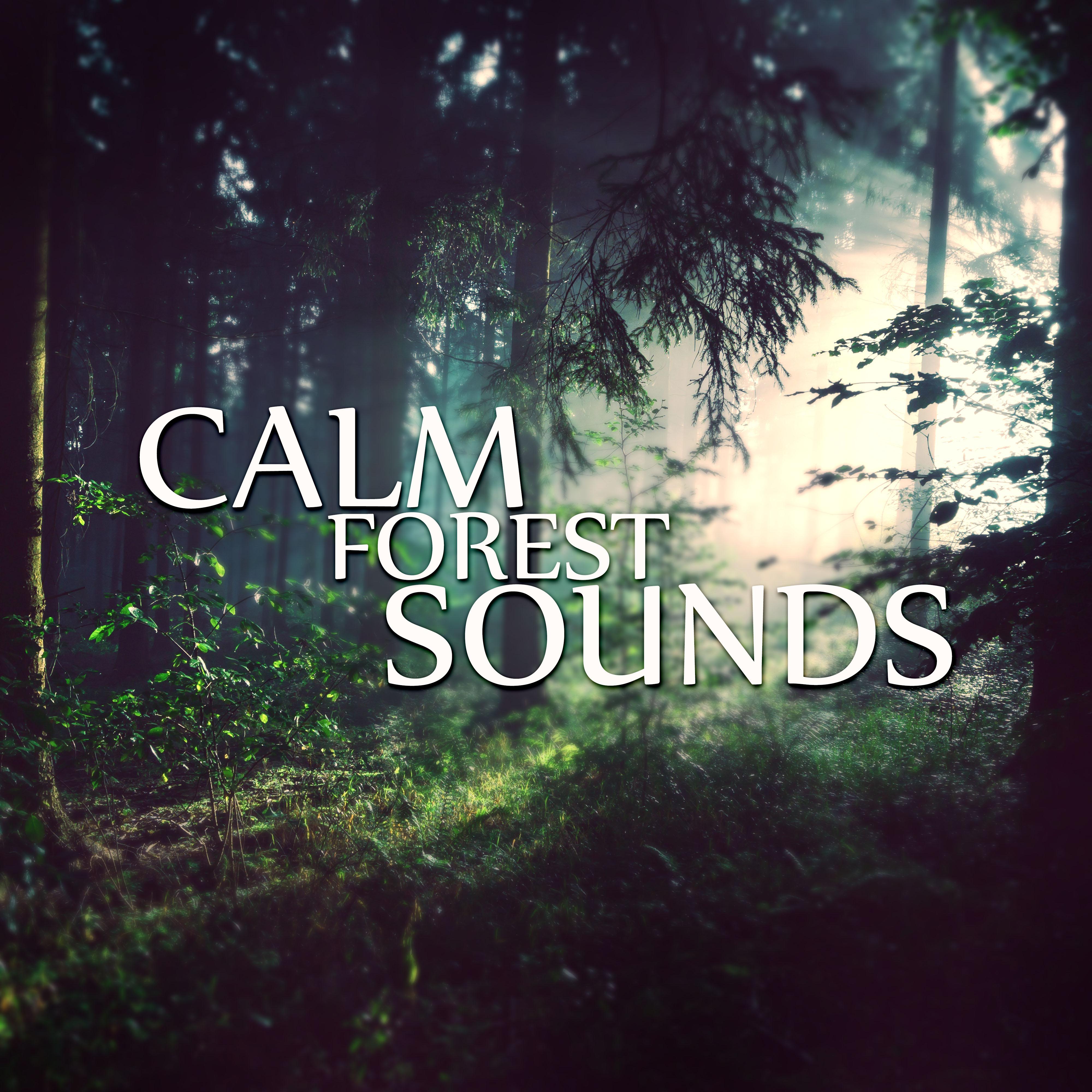 Calm Forest Sounds - Relaxing Sounds and Long Sleeping Songs to Help You Relax at Night, Quiet Nature, Healing Through Sound and Touch