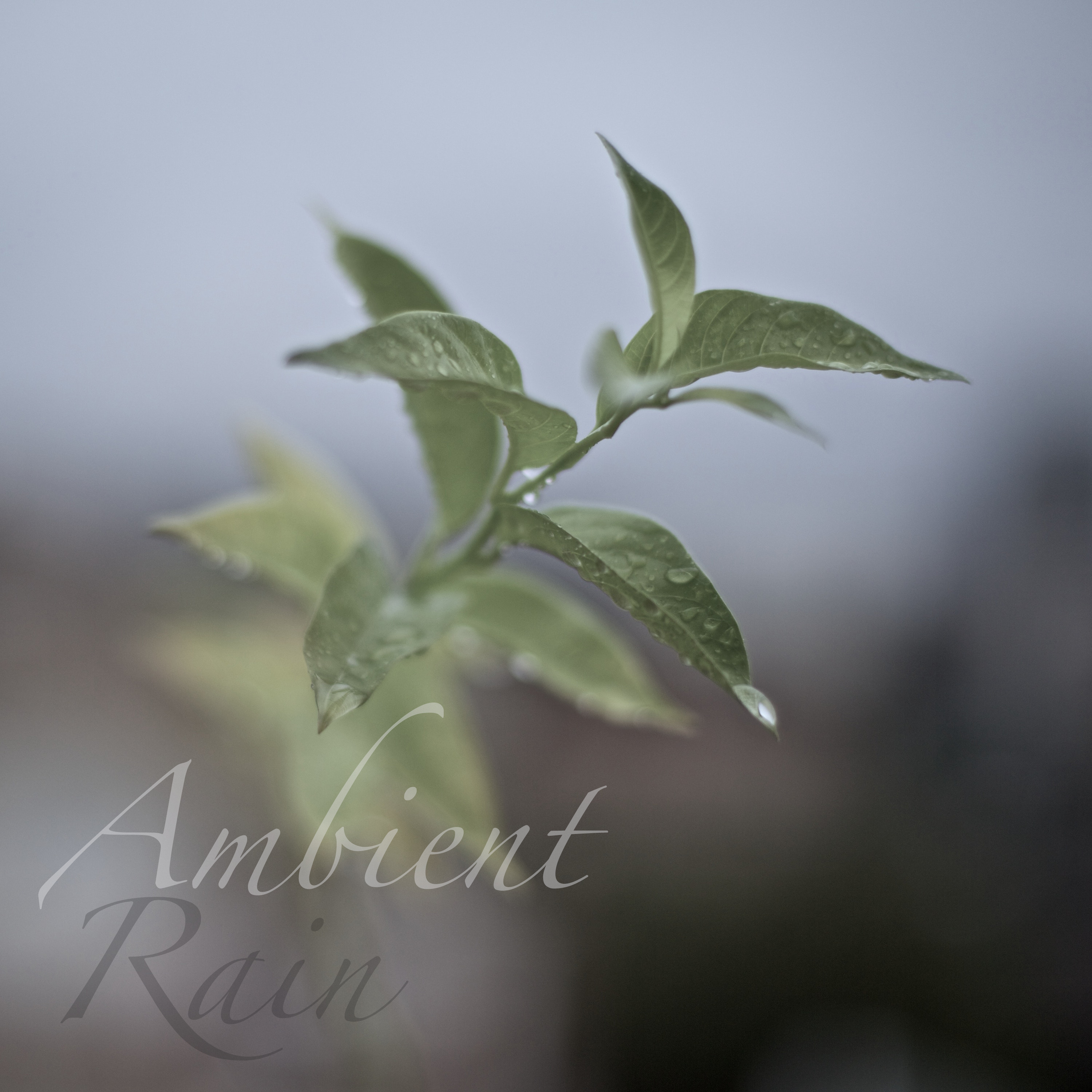 19 Ambient Rain Sounds, Ocean Sounds and Nature Sounds - Loopable with no Fades