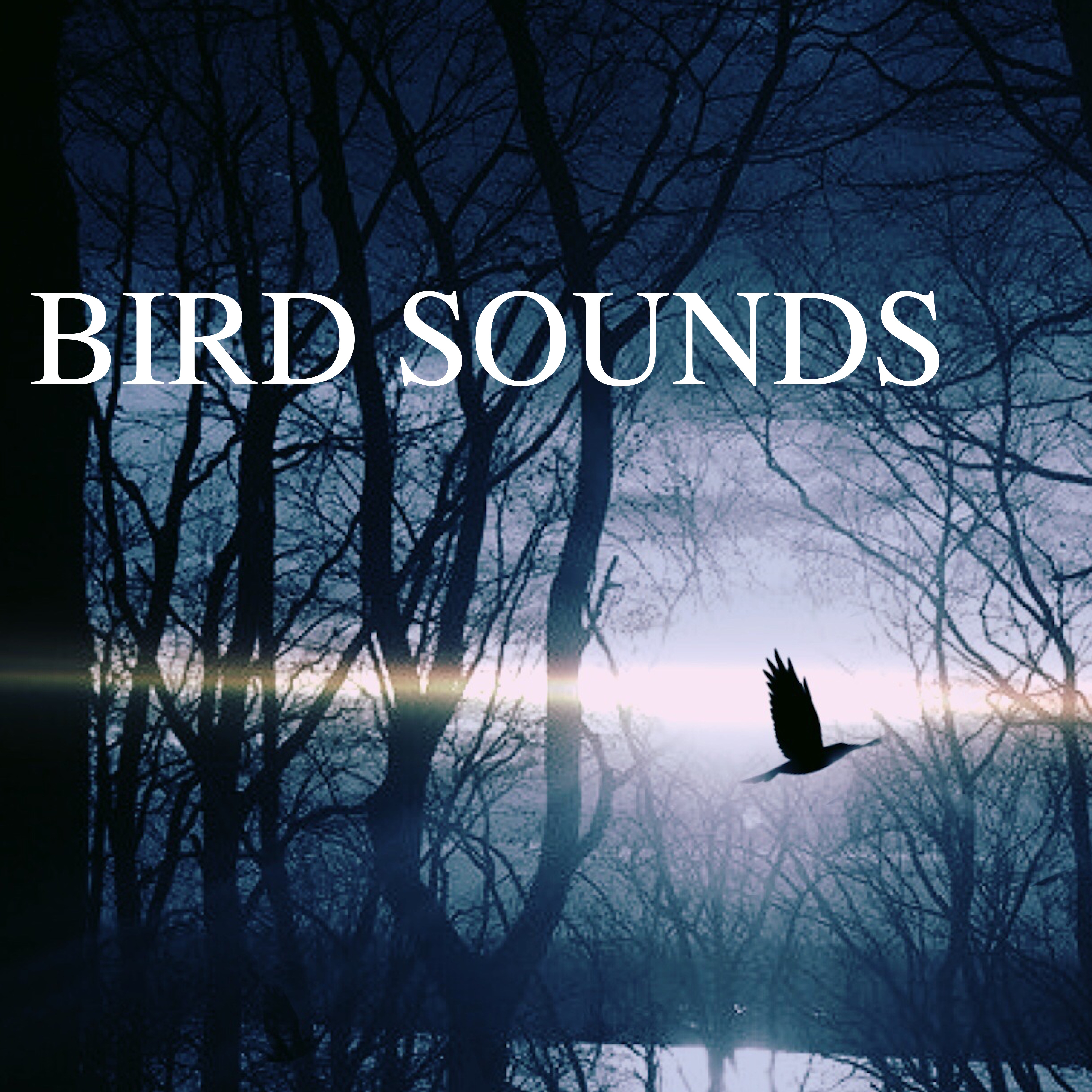 Bird Sounds – Soothing Natural Music for Deep Relaxation & Sleep, Nature Sounds with Piano and Flute