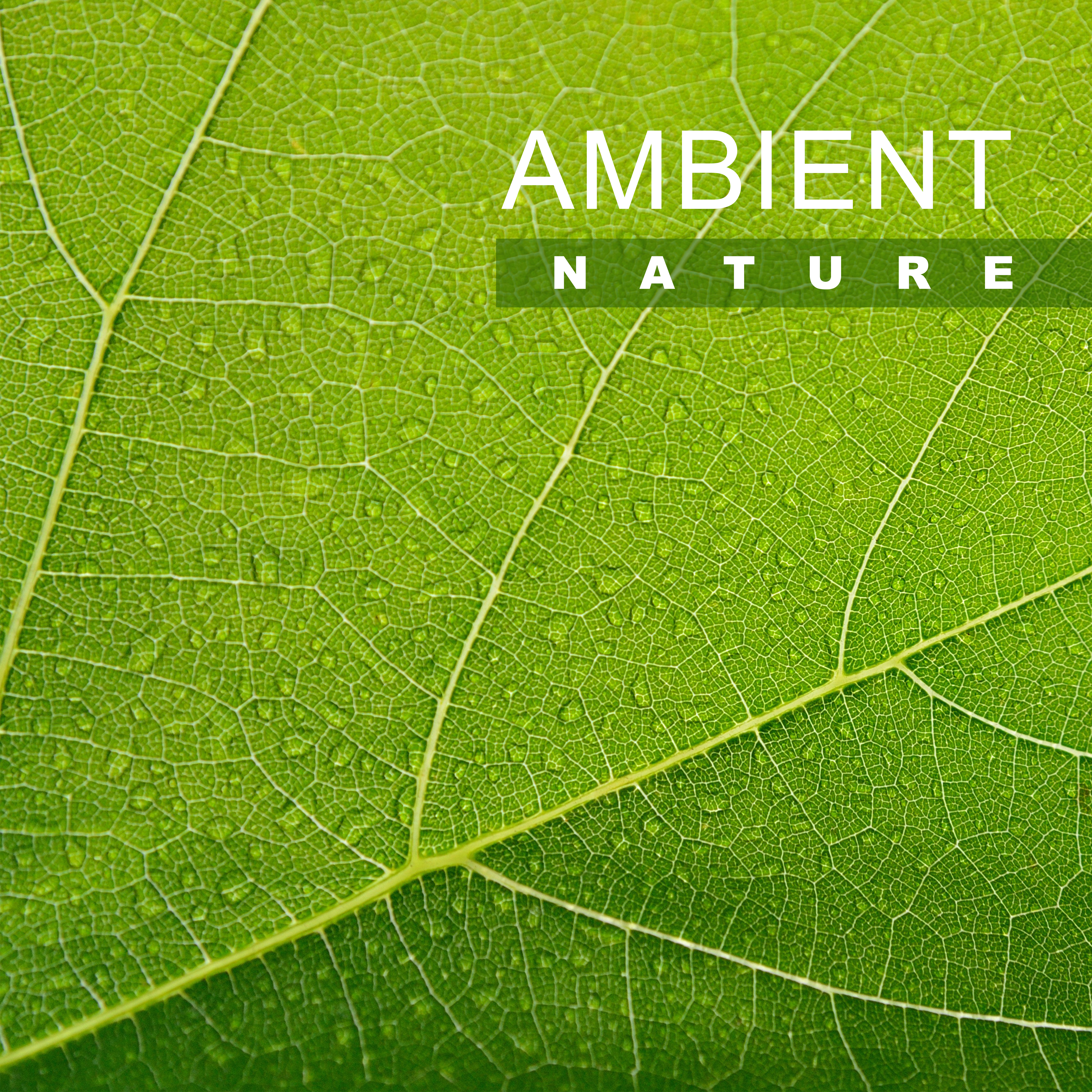 Ambient Nature – Calm Down with Soothing Sounds, Relaxing Waves, Rest Yourself