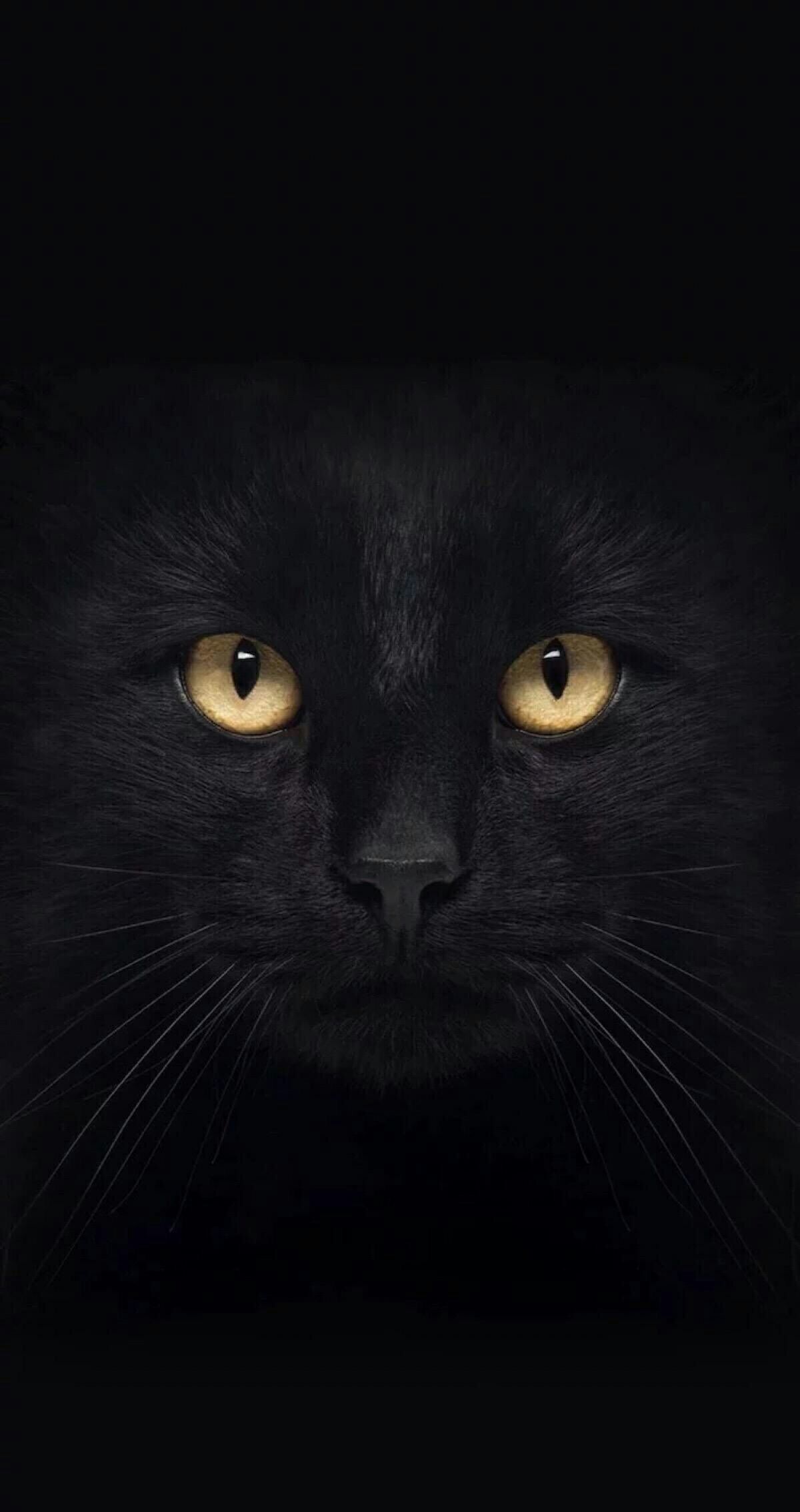 Black Cat