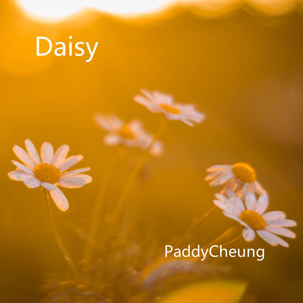 Daisy（雏菊）