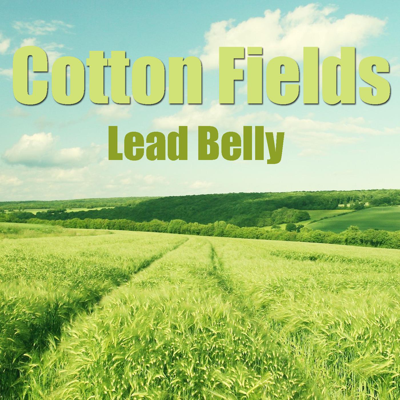 Cotton Fields